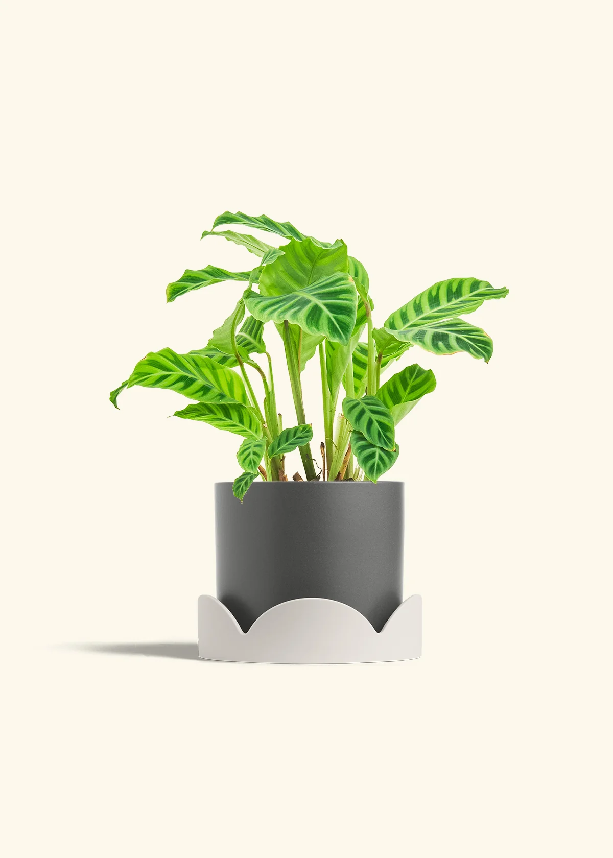 Zebra Calathea - Image 27