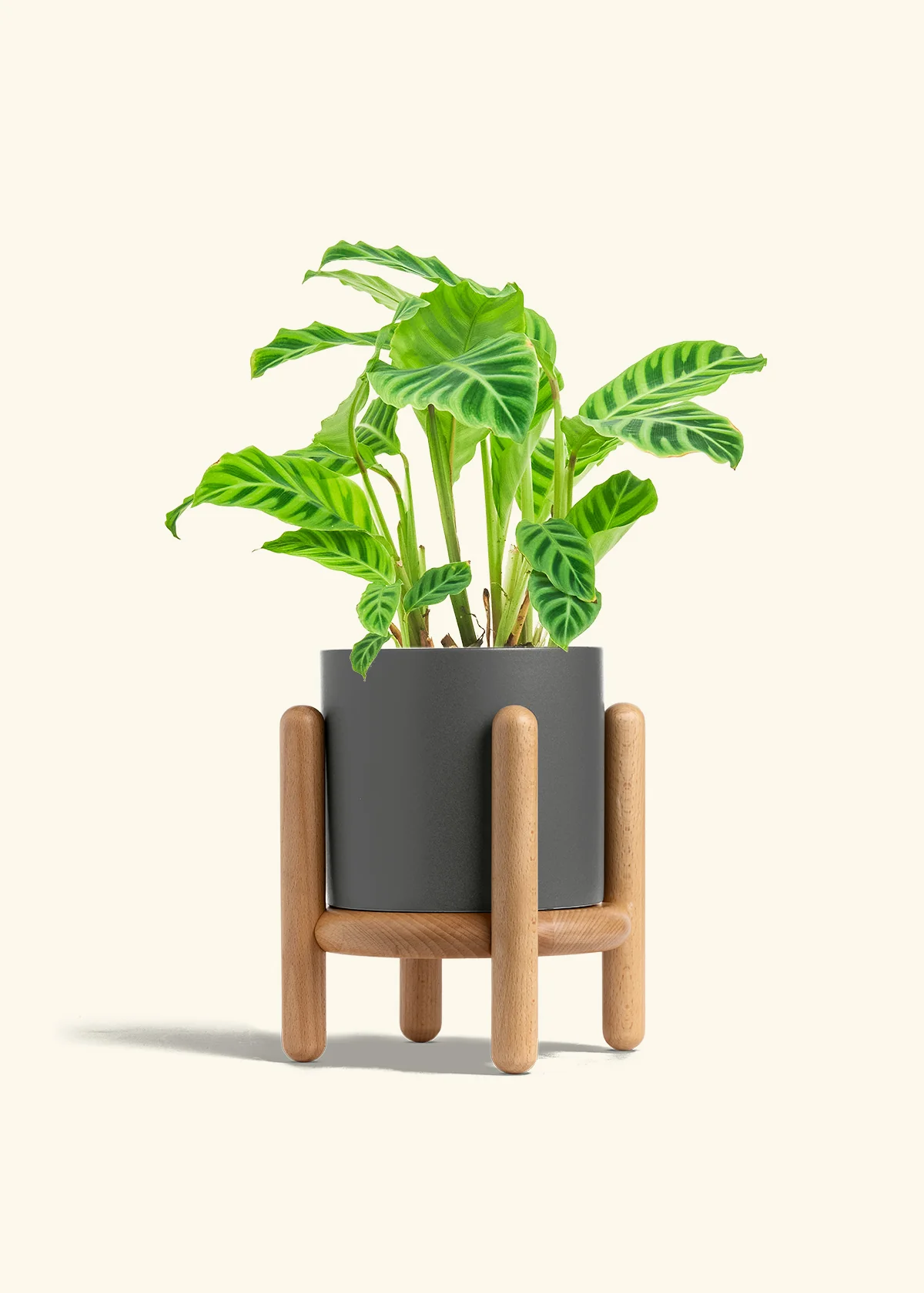 Zebra Calathea - Image 28