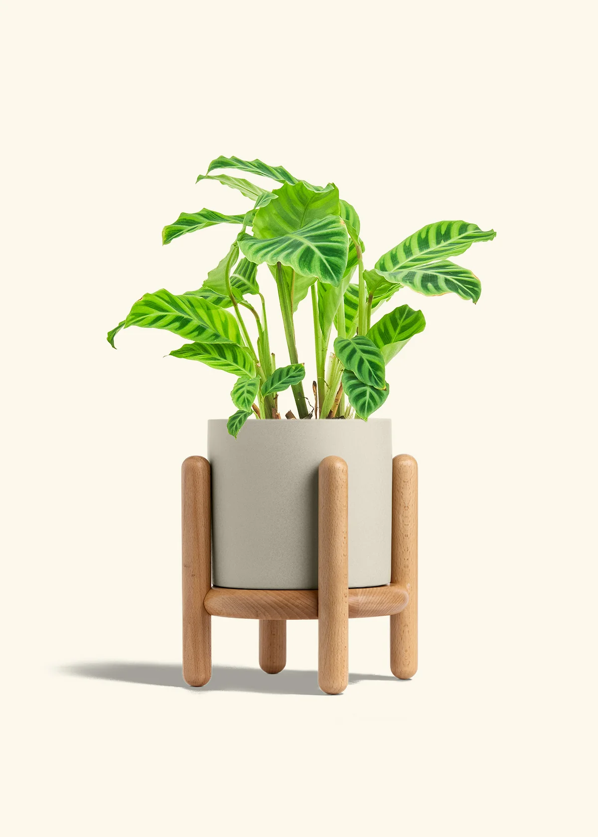 Zebra Calathea - Image 29