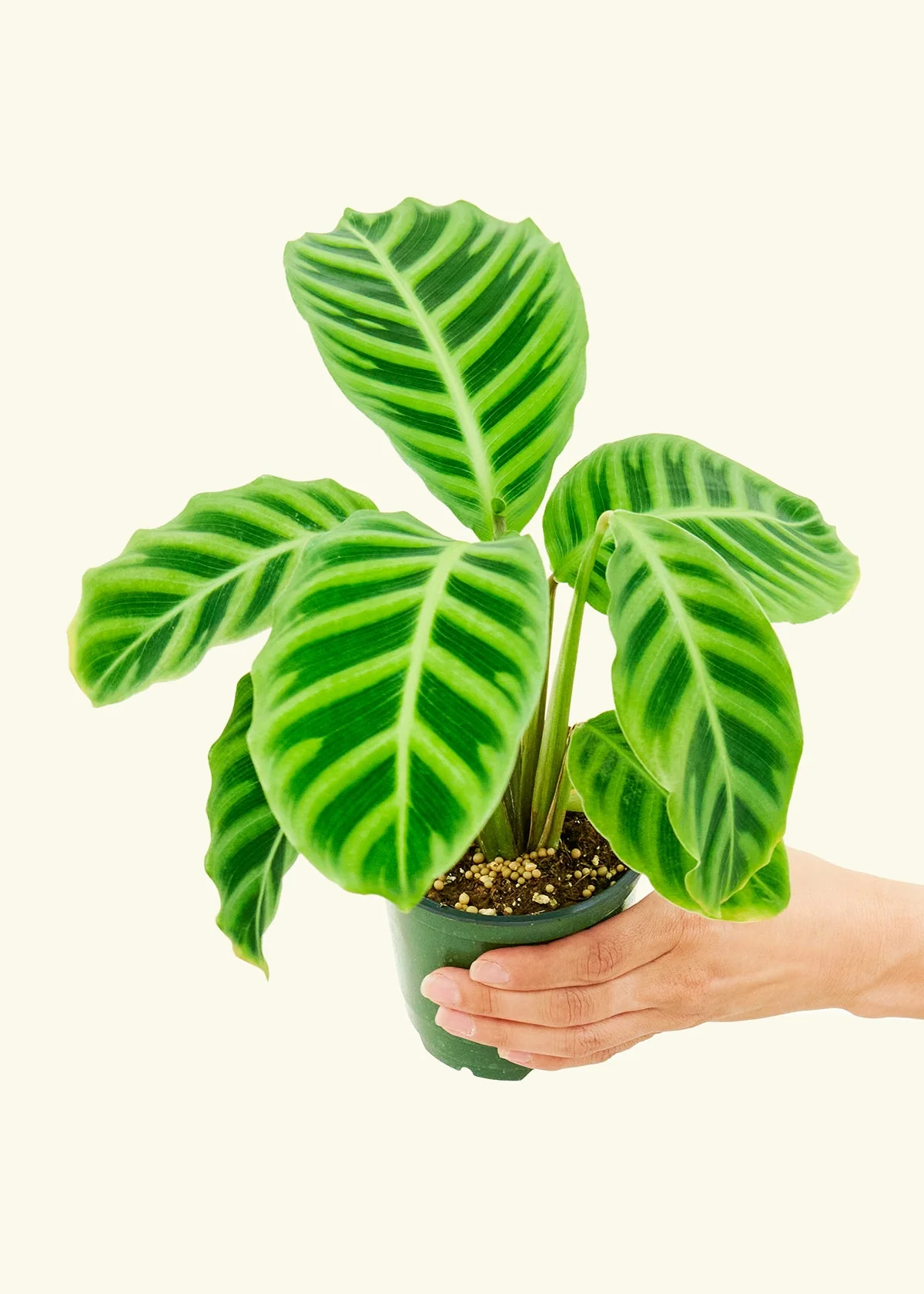 Zebra Calathea - Image 3