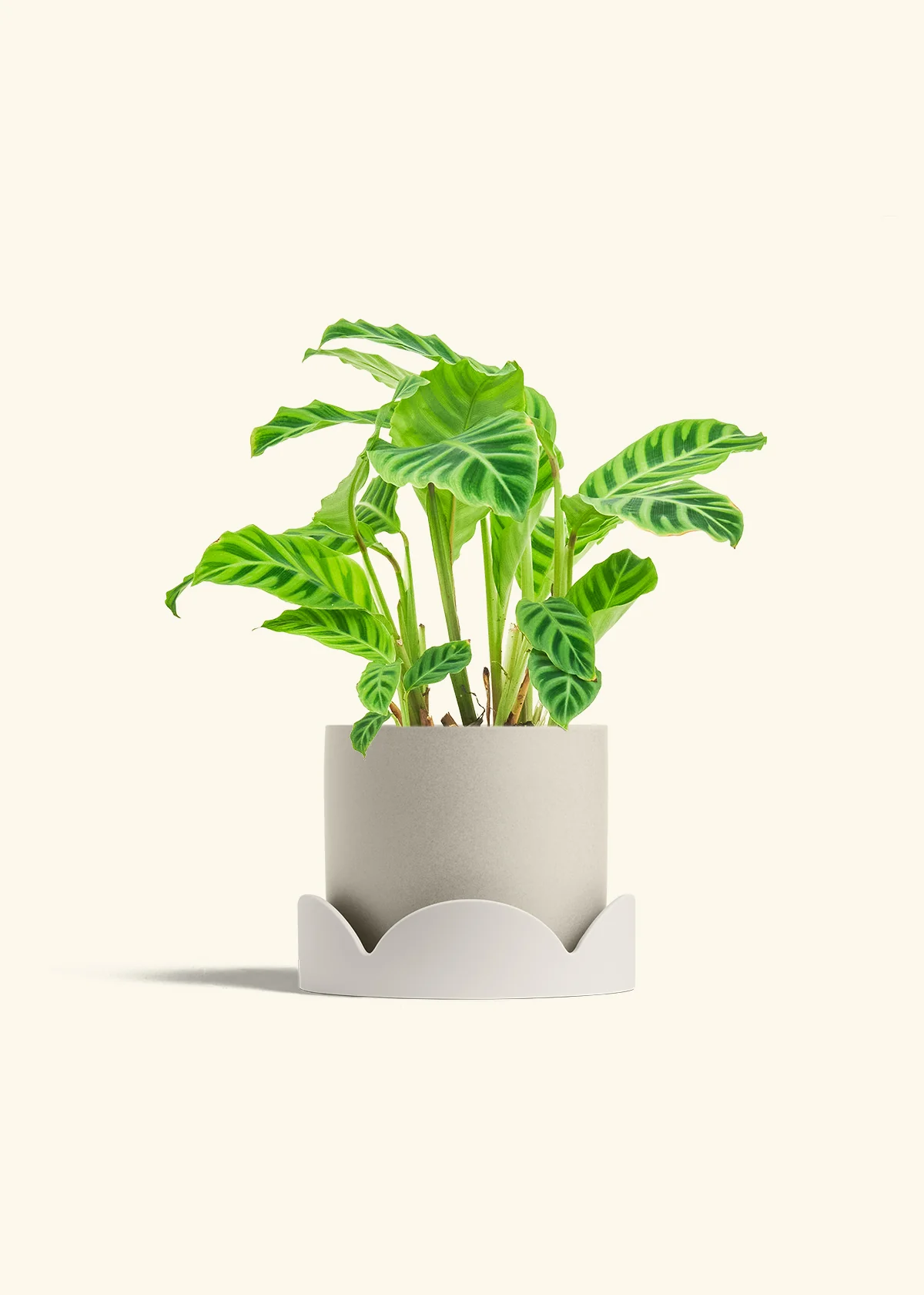 Zebra Calathea - Image 30