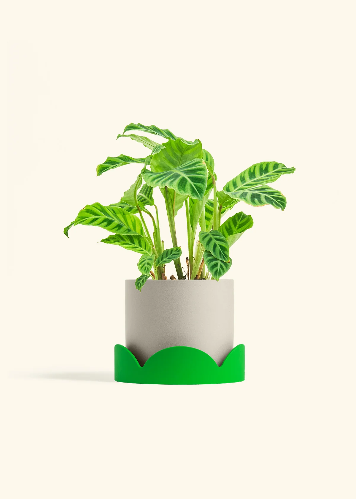 Zebra Calathea - Image 31