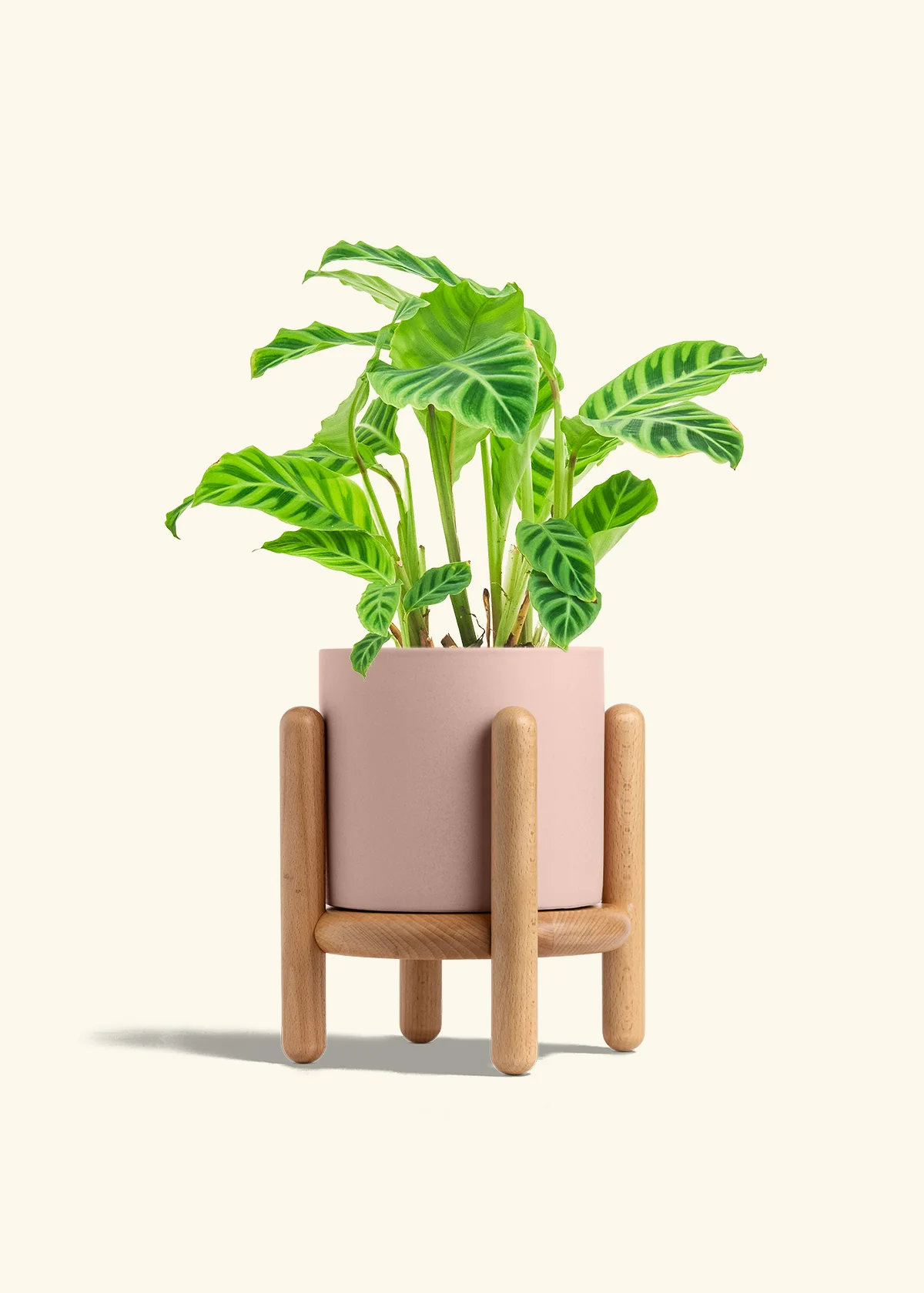 Zebra Calathea - Image 32