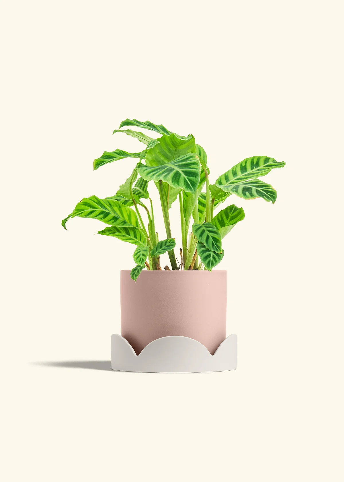 Zebra Calathea - Image 33