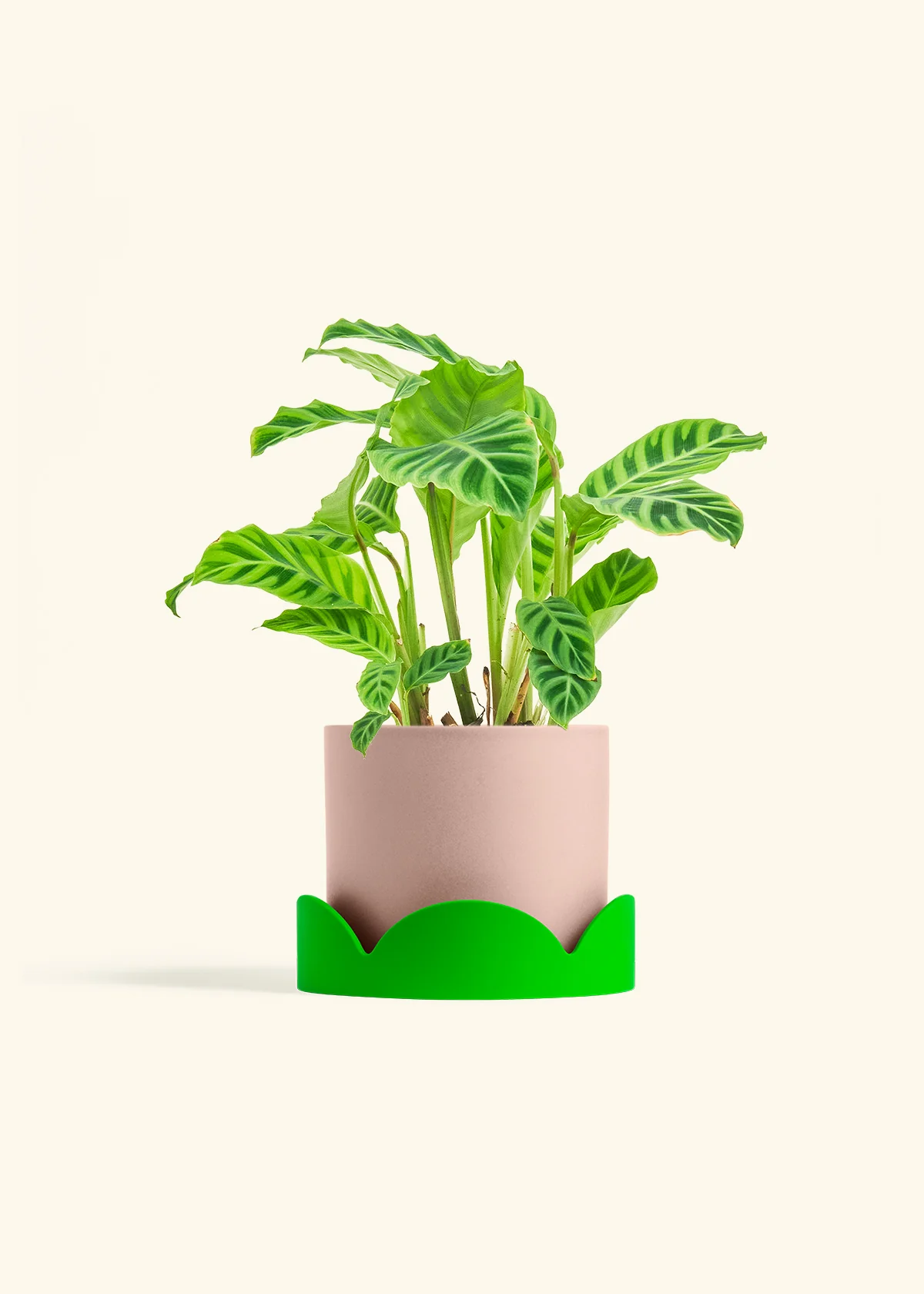Zebra Calathea - Image 34