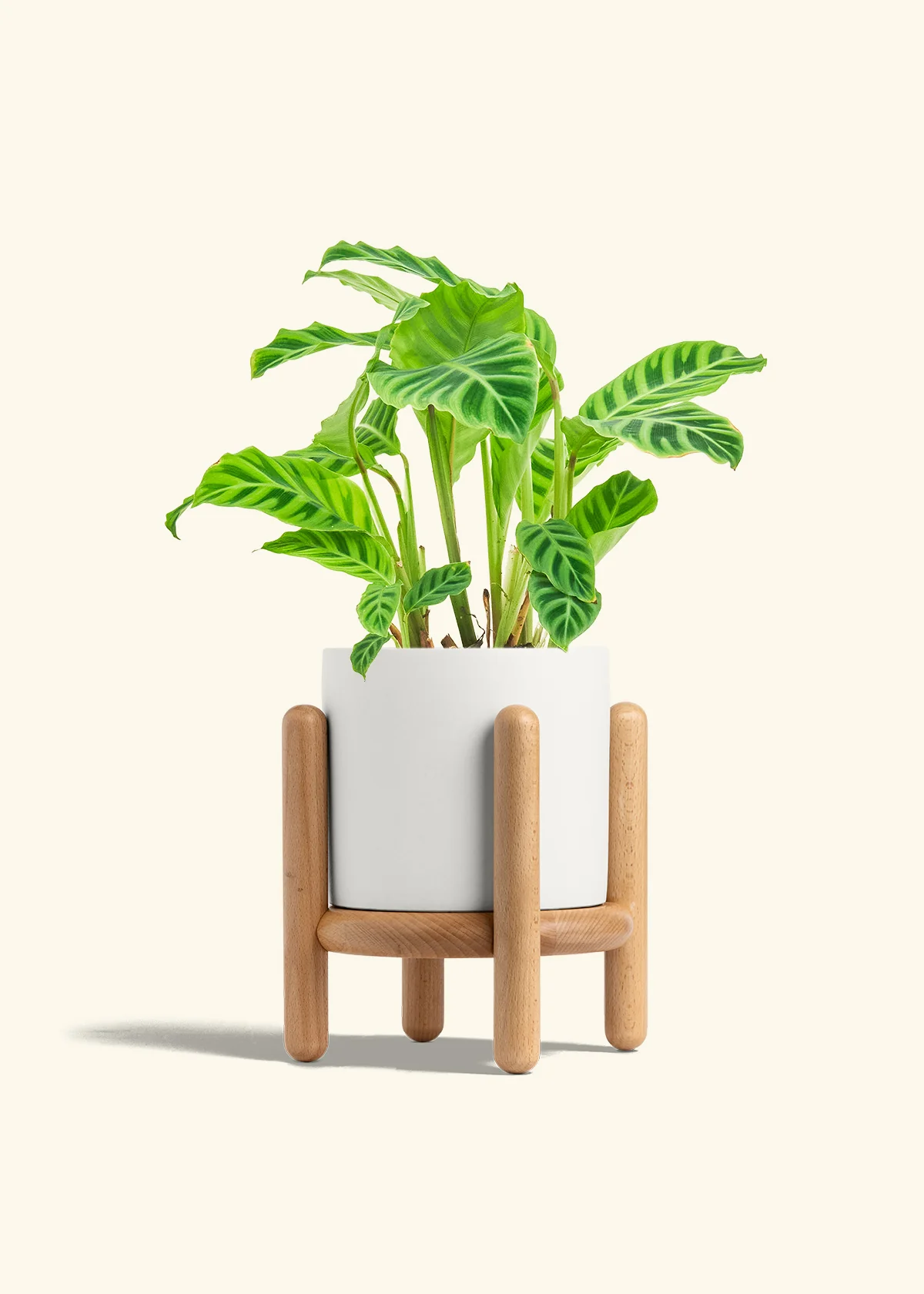Zebra Calathea - Image 35