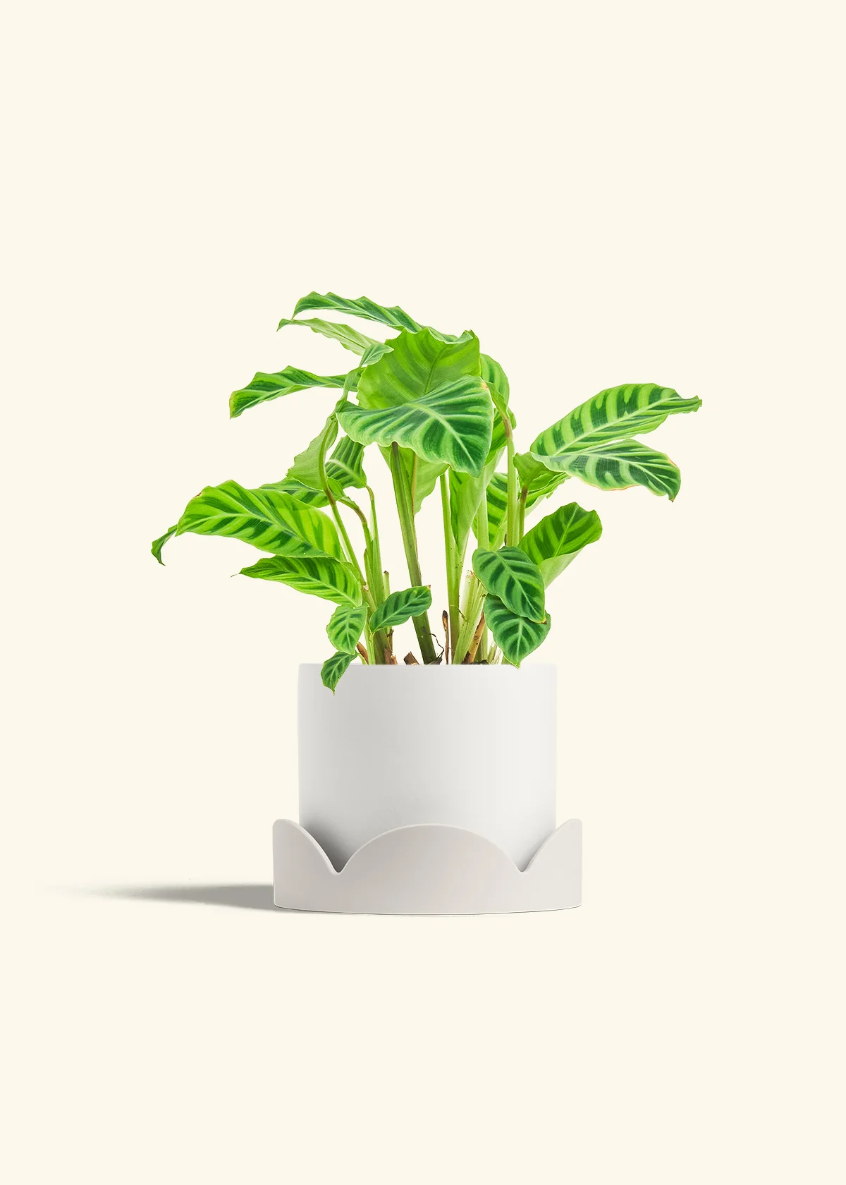 Zebra Calathea - Image 36