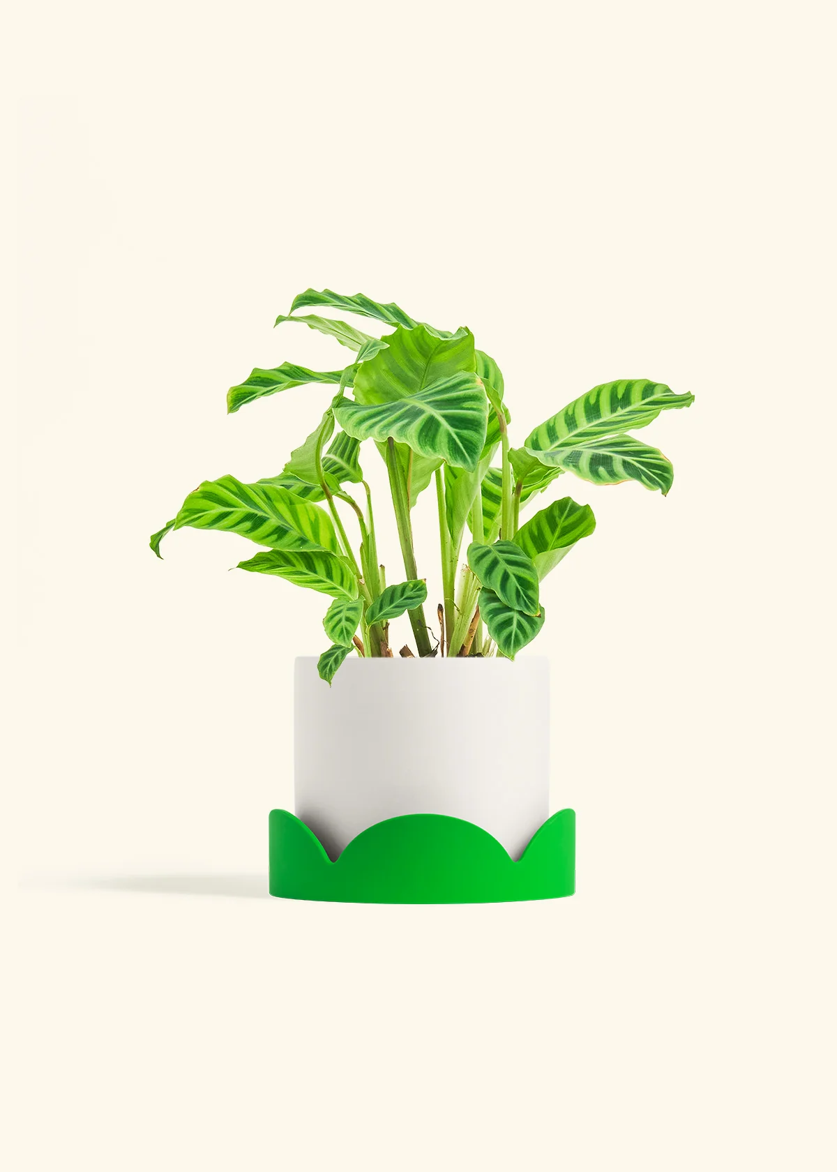 Zebra Calathea - Image 37