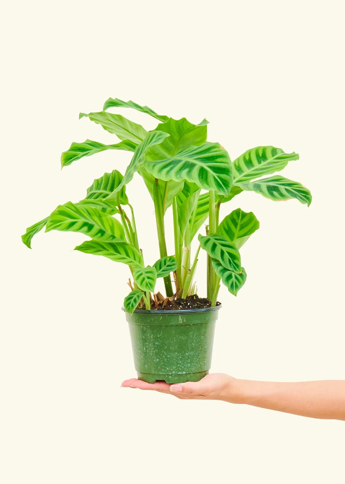 Zebra Calathea - Image 38