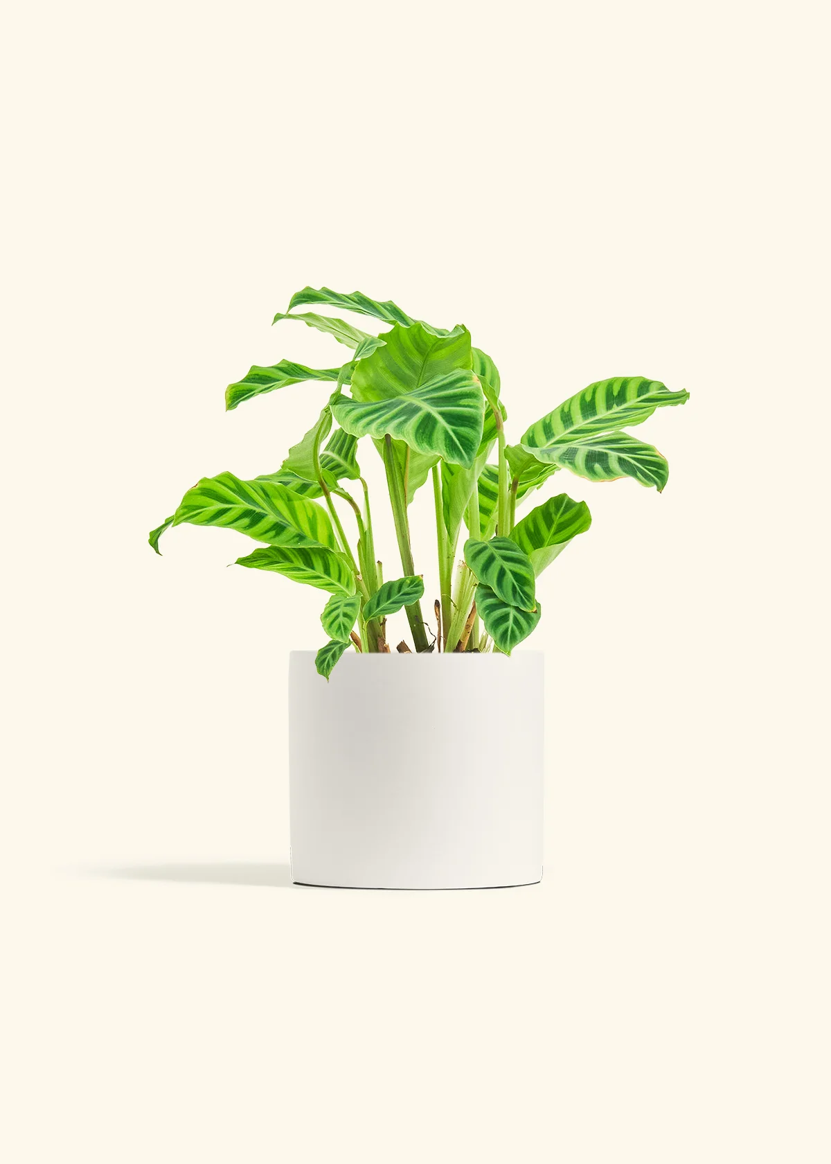 Zebra Calathea - Image 39