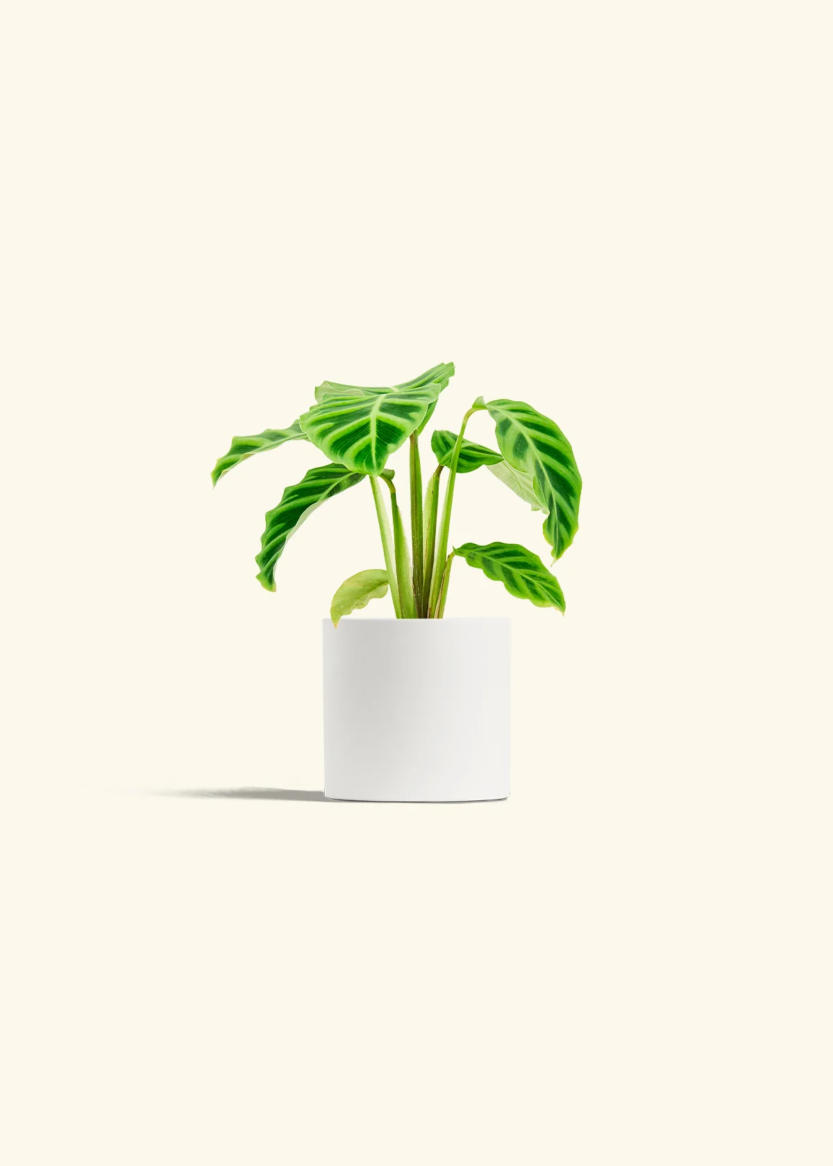 Zebra Calathea - Image 4