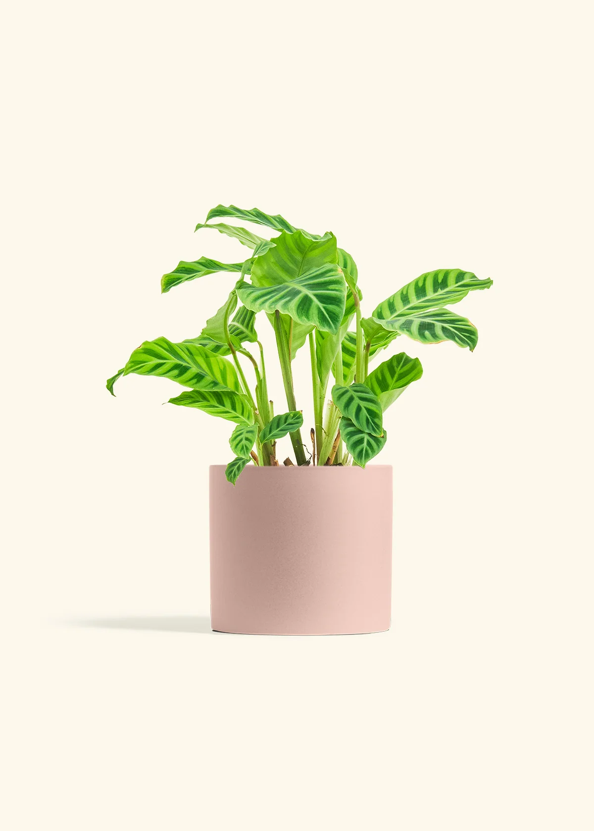 Zebra Calathea - Image 40