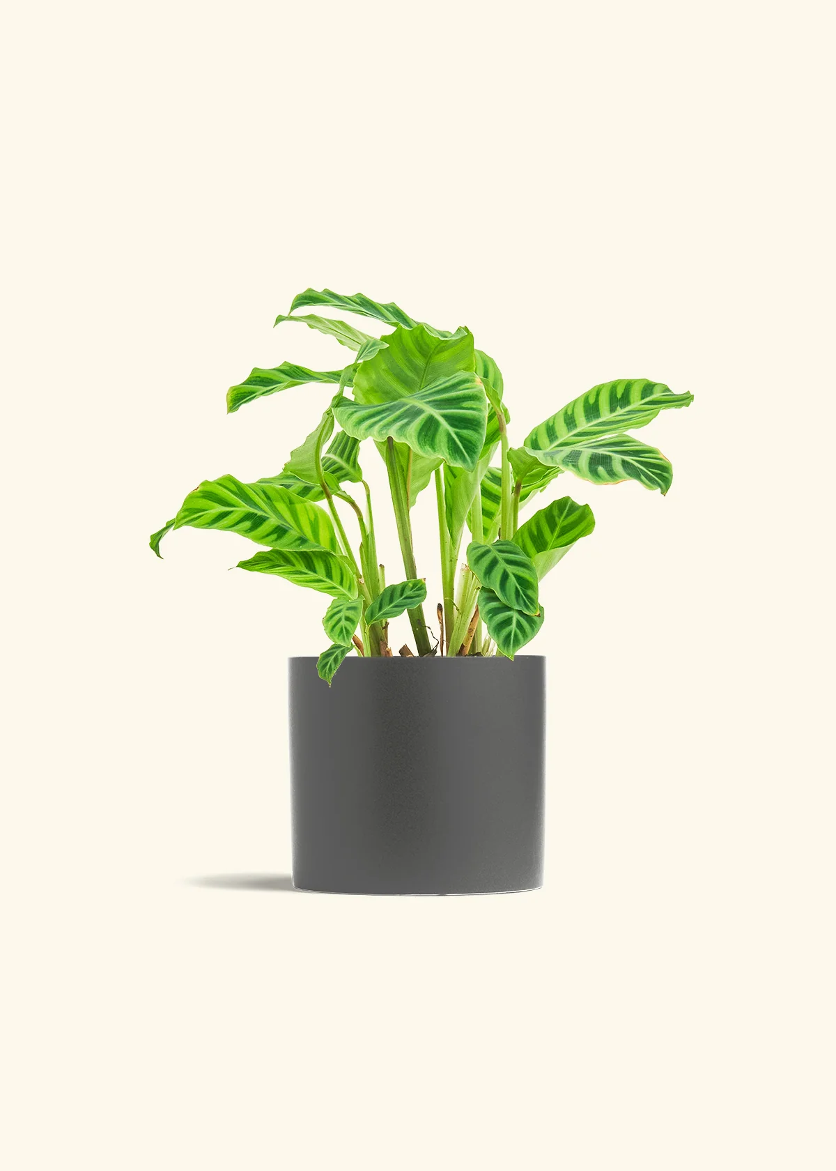 Zebra Calathea - Image 41