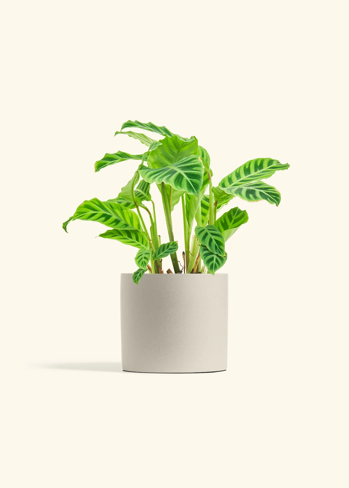 Zebra Calathea - Image 42