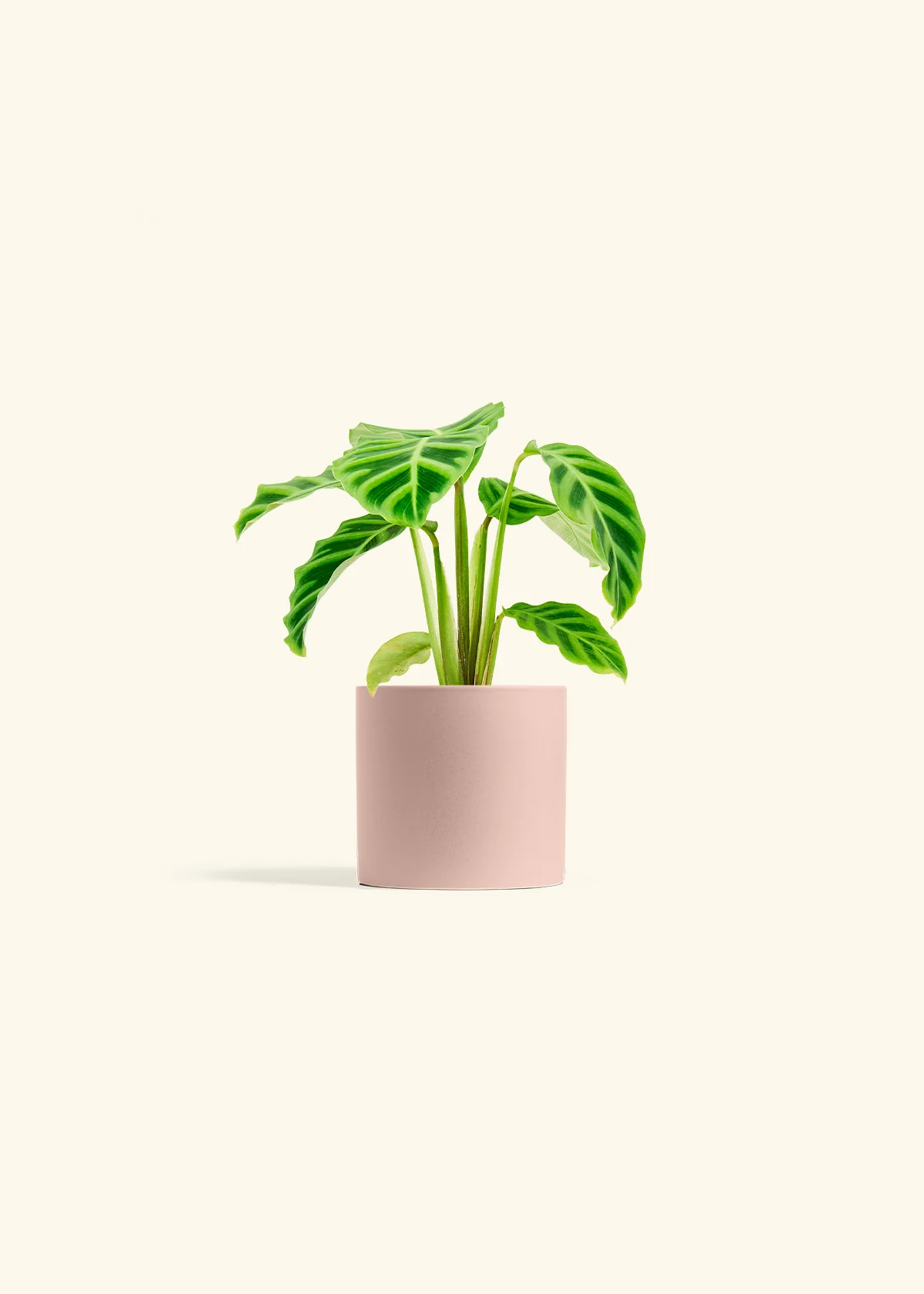 Zebra Calathea - Image 5