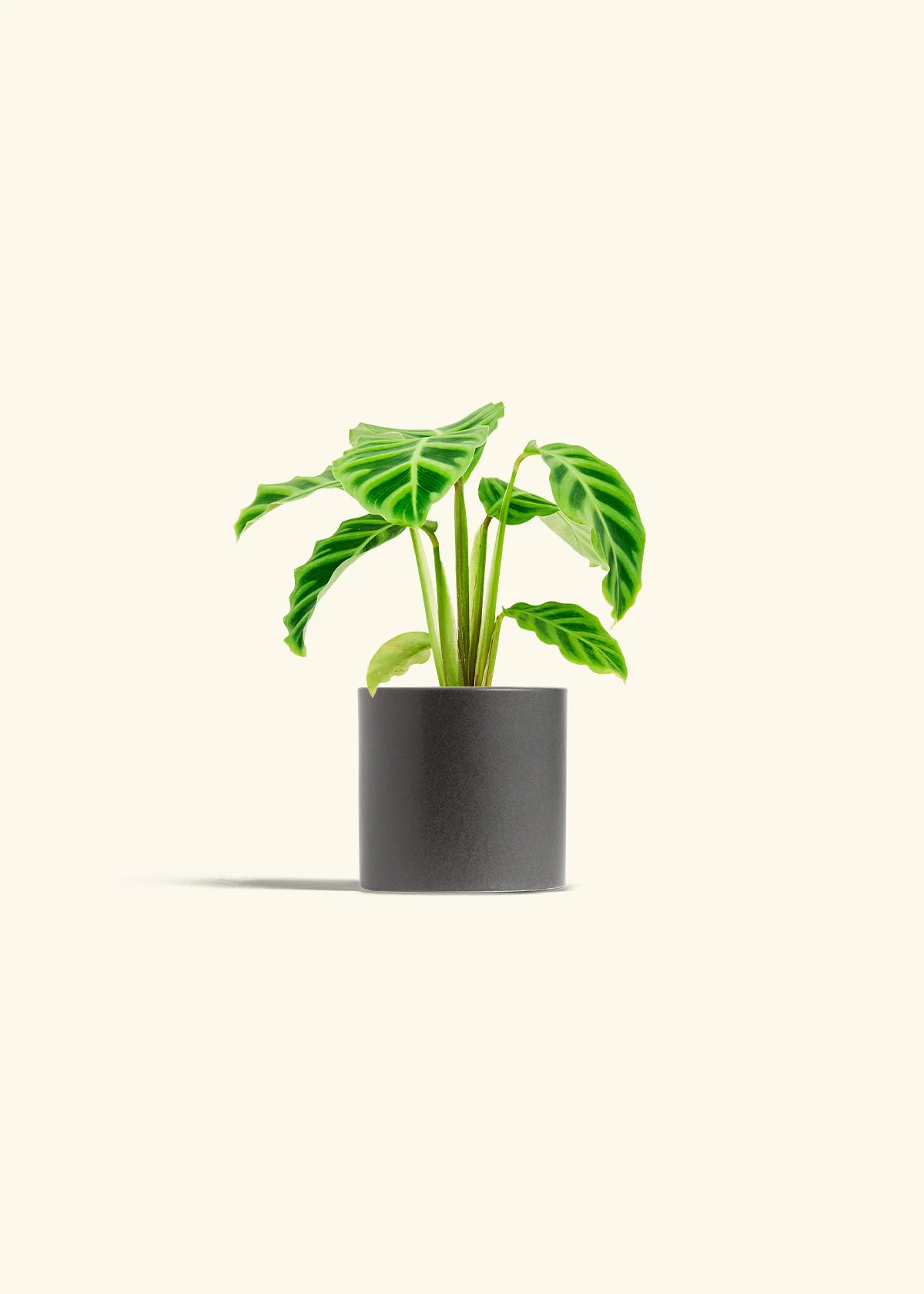 Zebra Calathea - Image 6