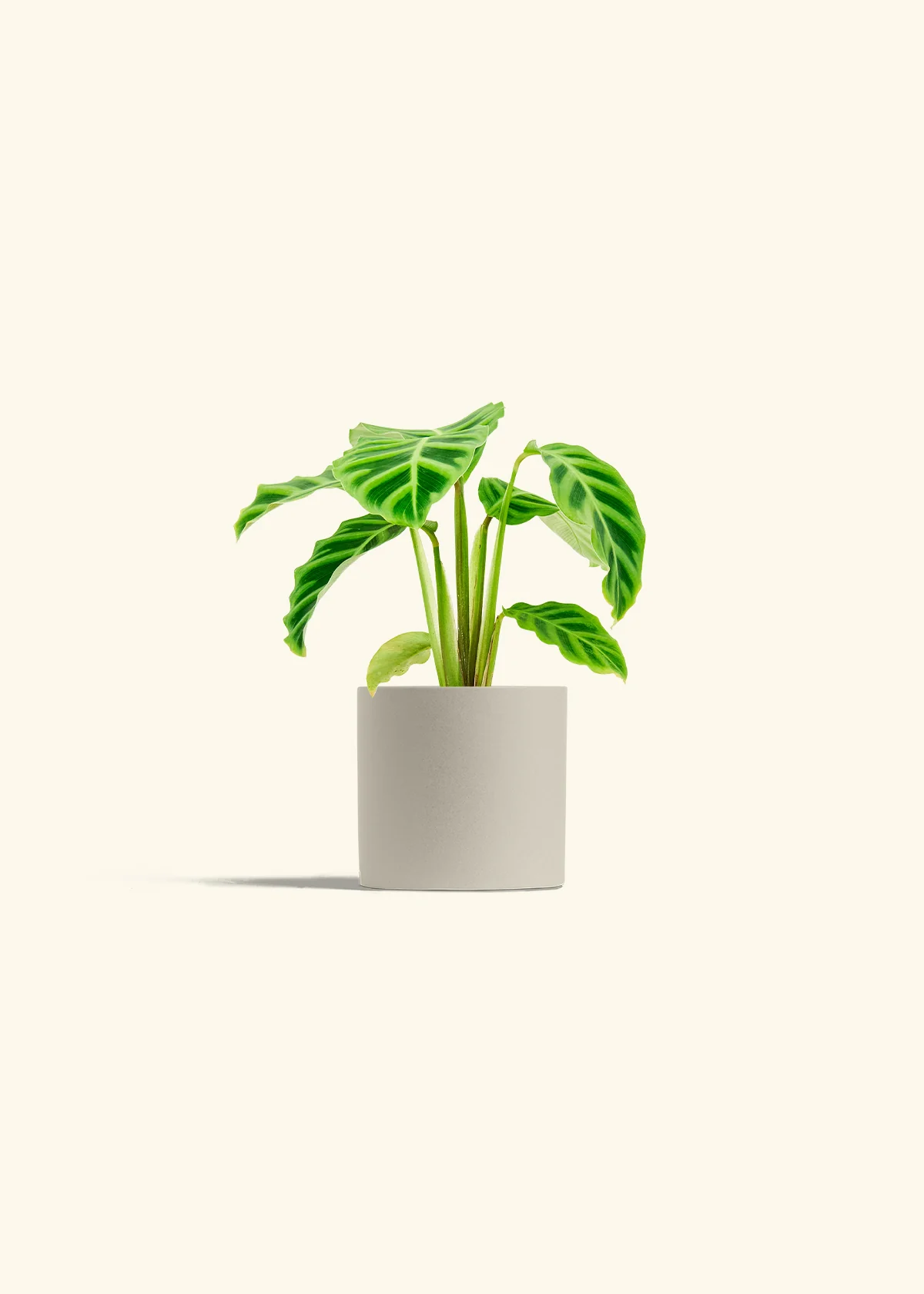 Zebra Calathea - Image 7