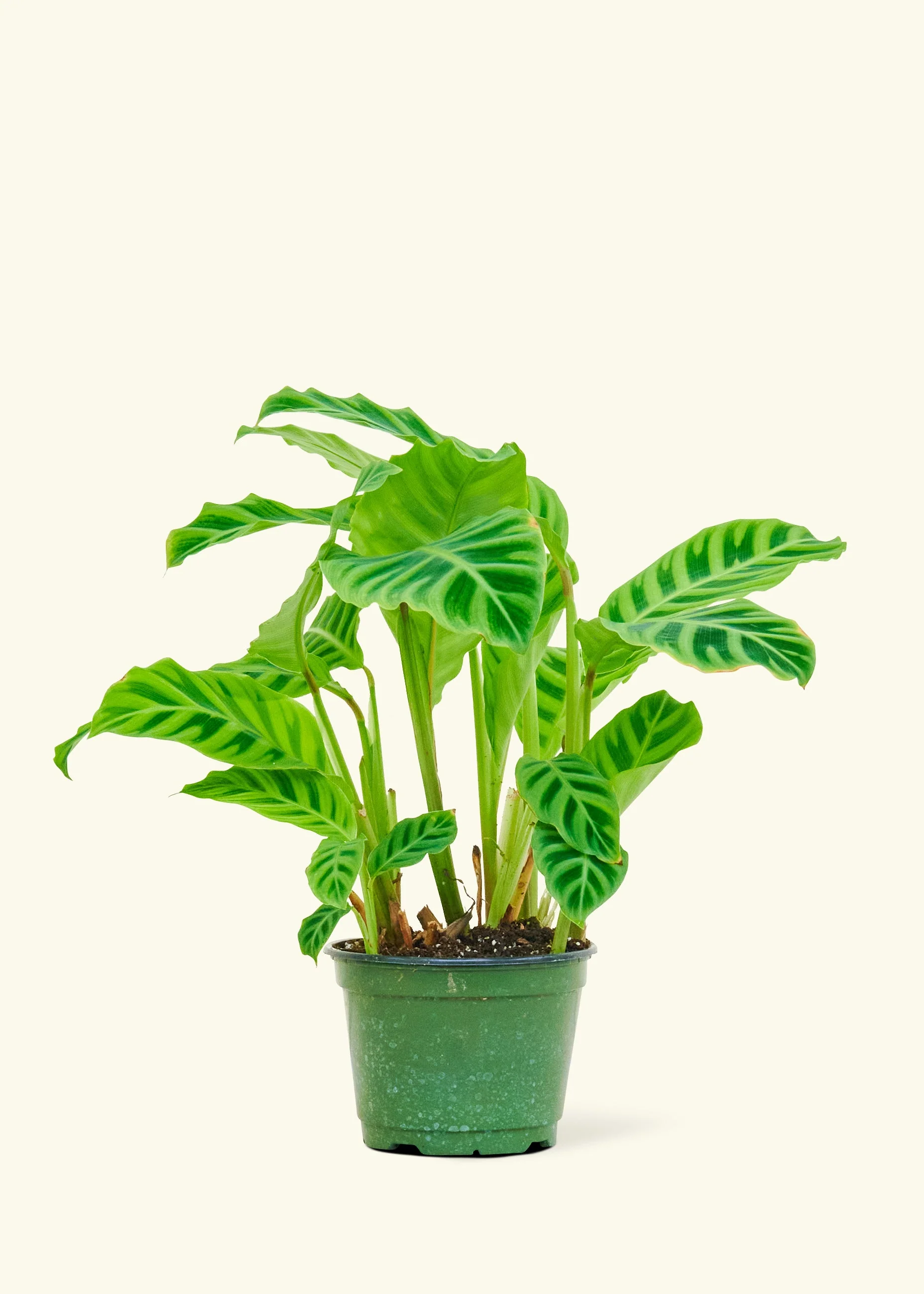 Zebra Calathea - Image 8