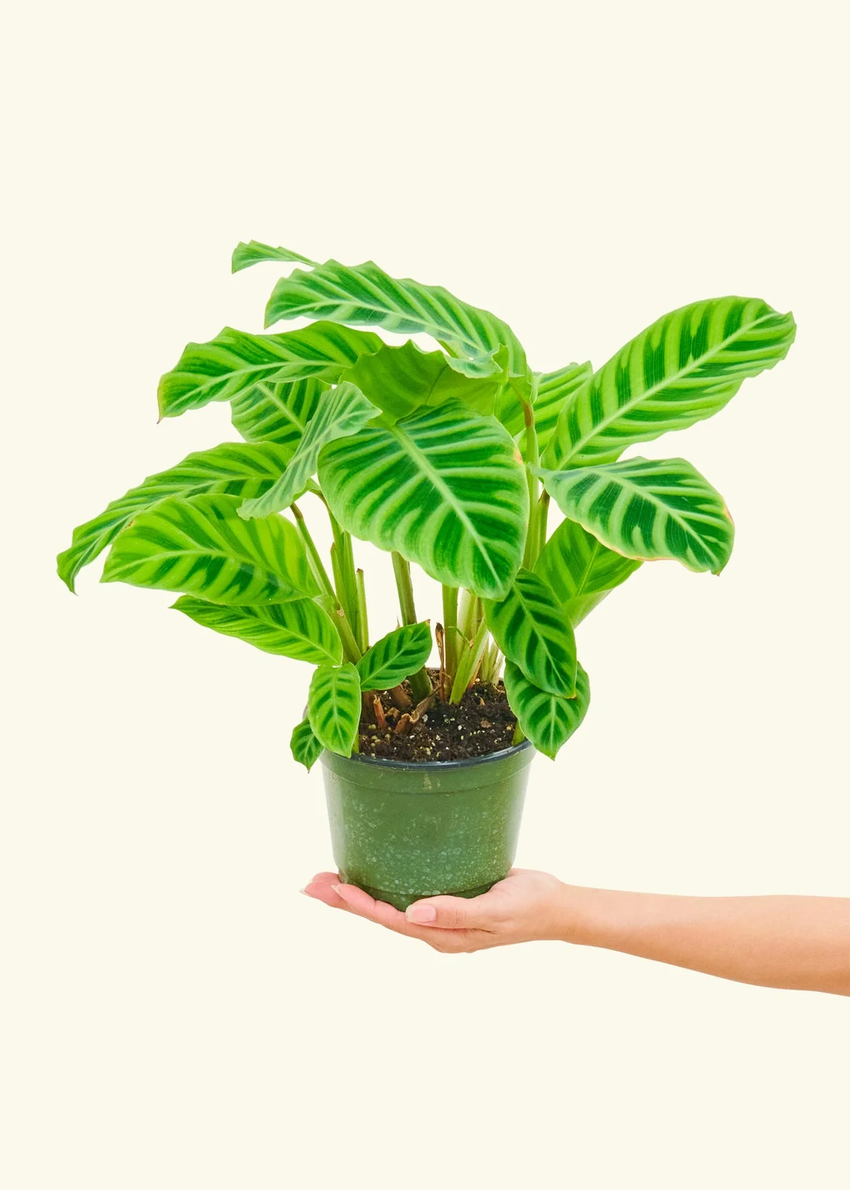 Zebra Calathea - Image 9