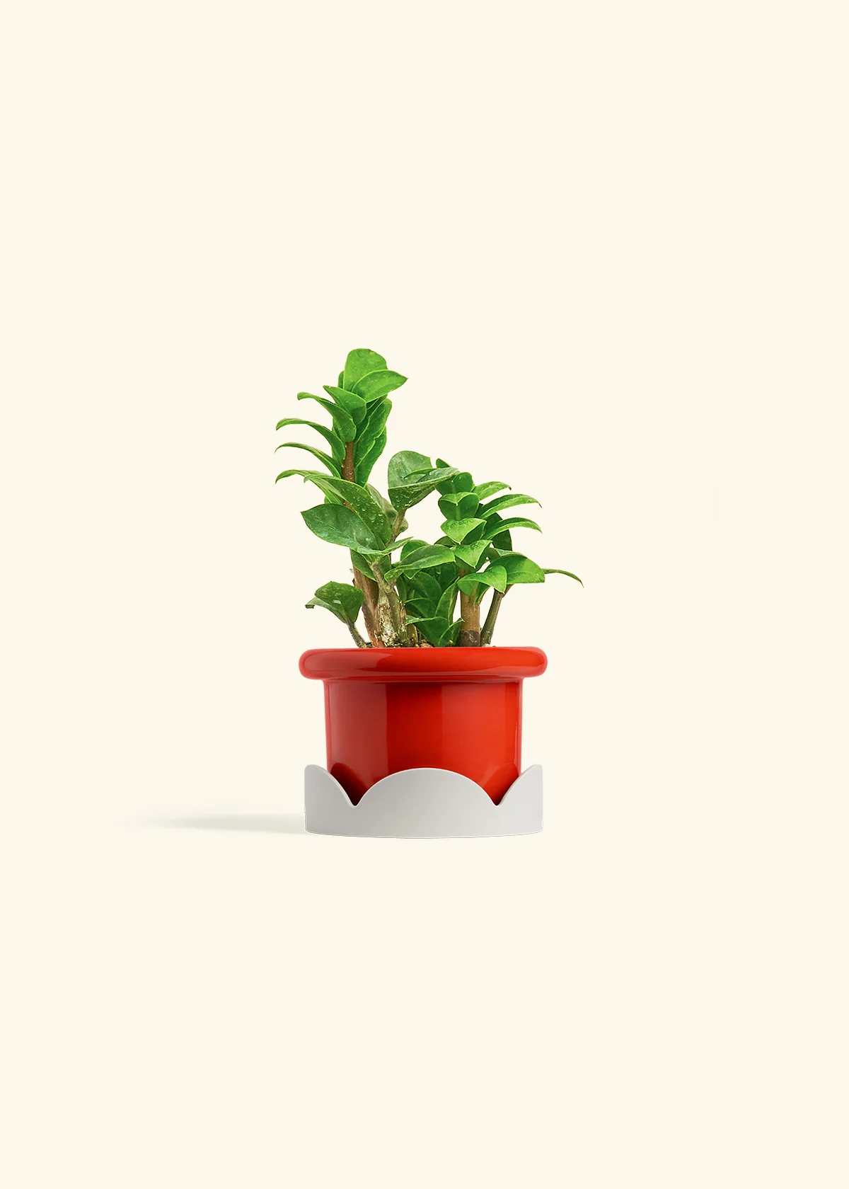 ZZ Plant 'Zenzi' - Image 10