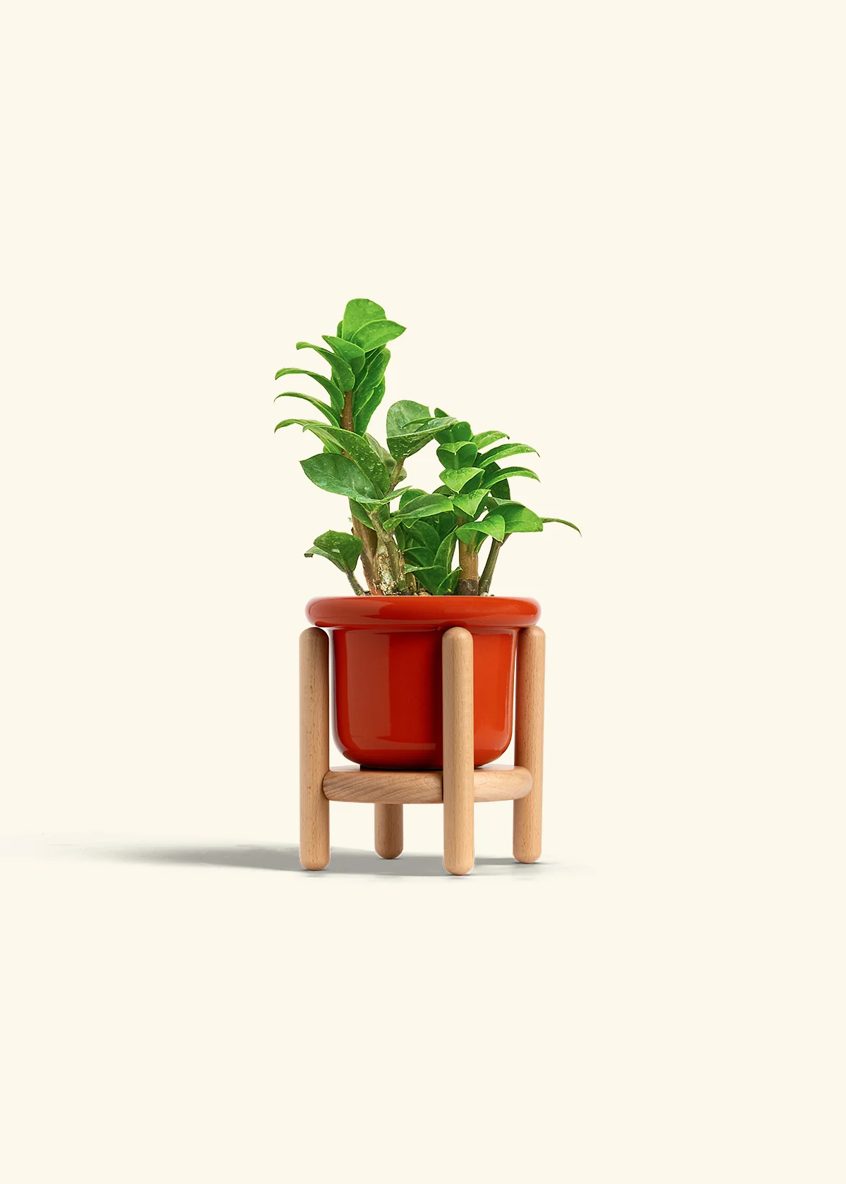 ZZ Plant 'Zenzi' - Image 11