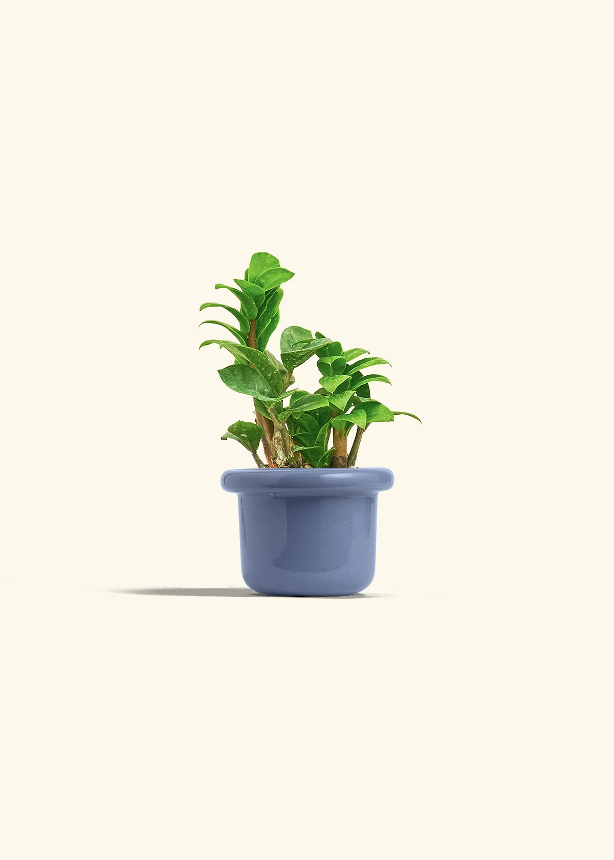 ZZ Plant 'Zenzi' - Image 12
