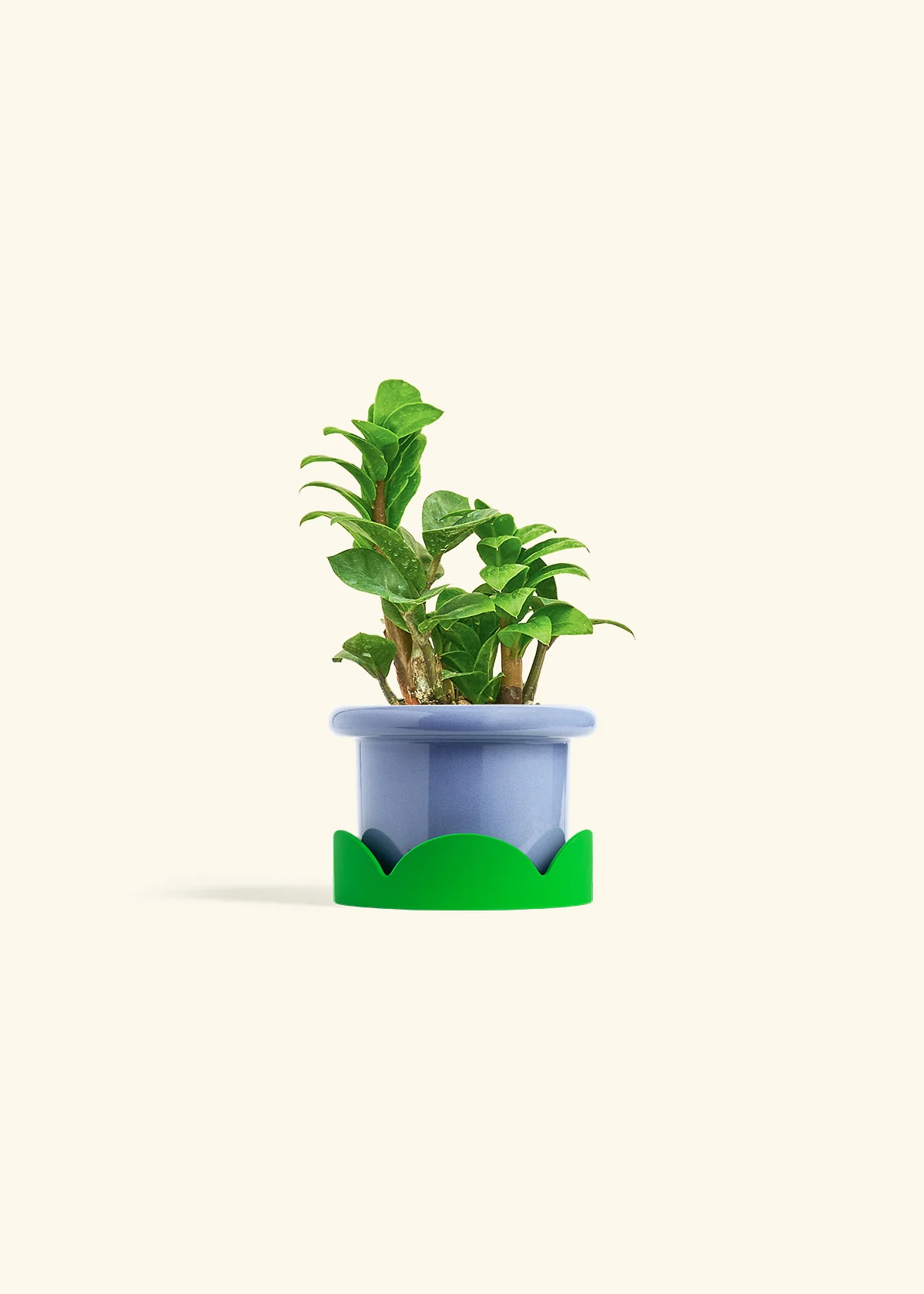 ZZ Plant 'Zenzi' - Image 13