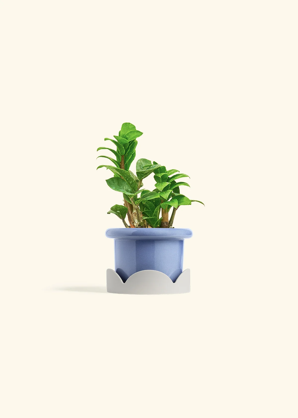ZZ Plant 'Zenzi' - Image 14