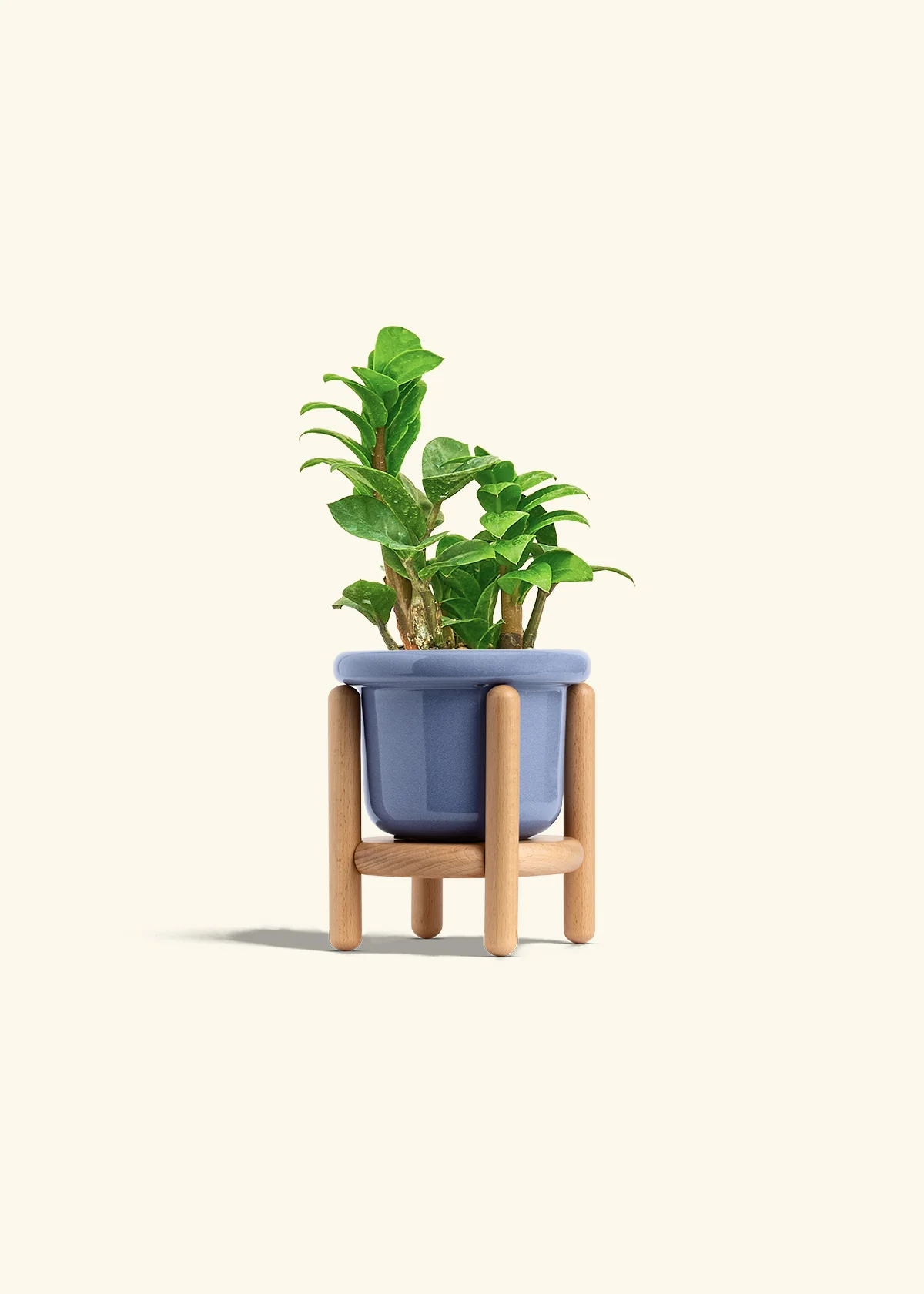 ZZ Plant 'Zenzi' - Image 15