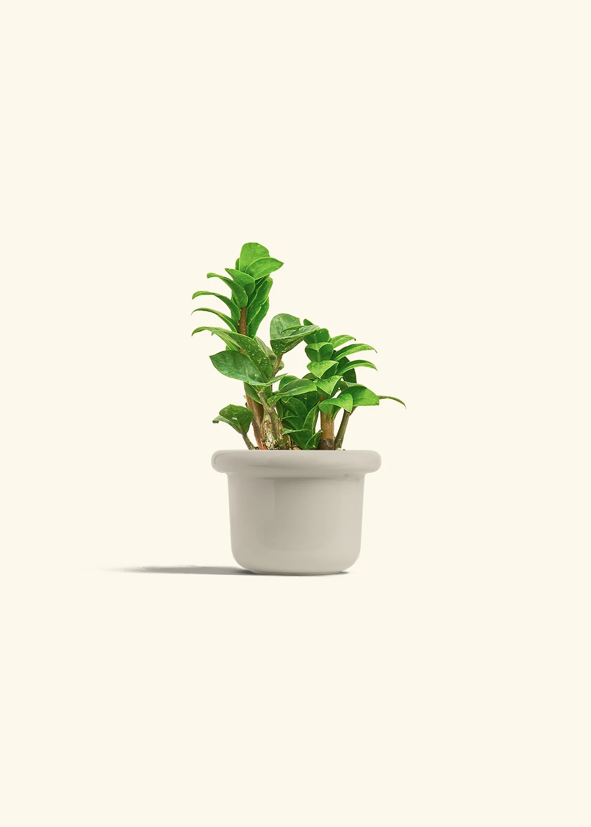 ZZ Plant 'Zenzi' - Image 16