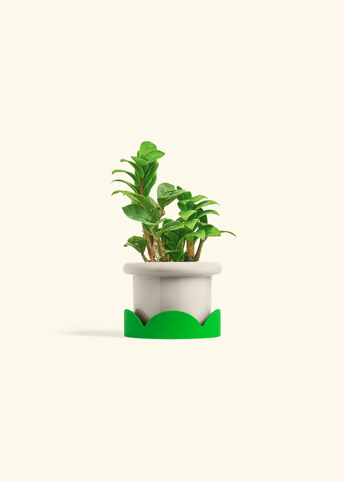 ZZ Plant 'Zenzi' - Image 17