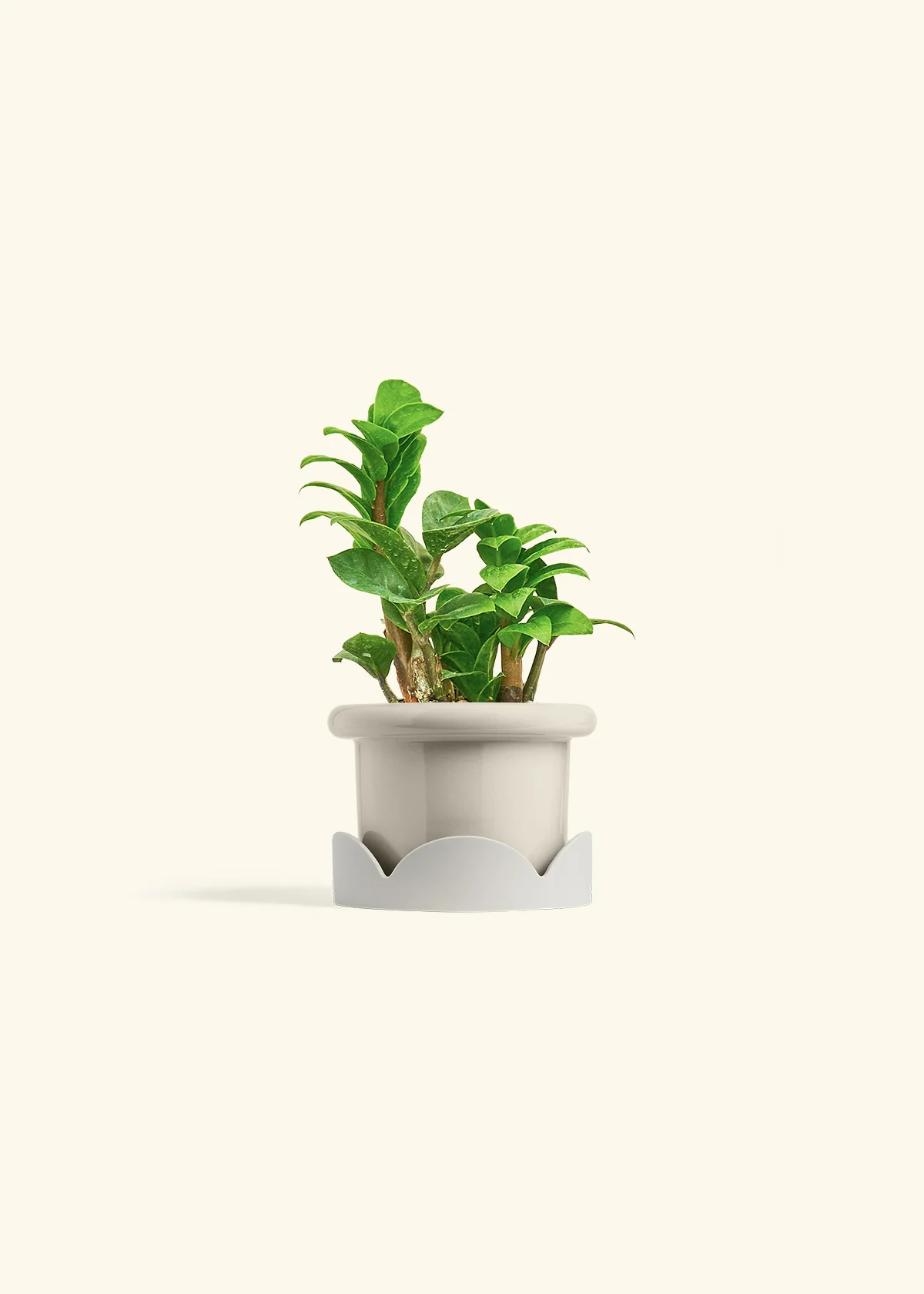ZZ Plant 'Zenzi' - Image 18
