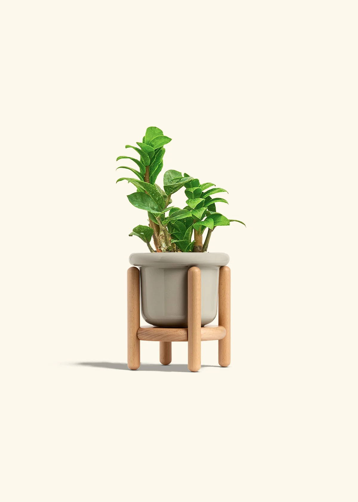 ZZ Plant 'Zenzi' - Image 19