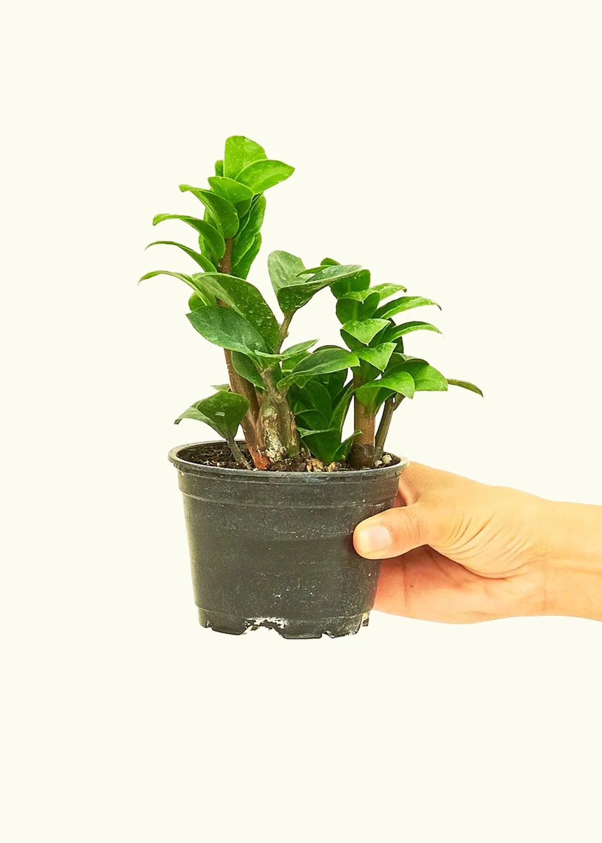 ZZ Plant 'Zenzi' - Image 2