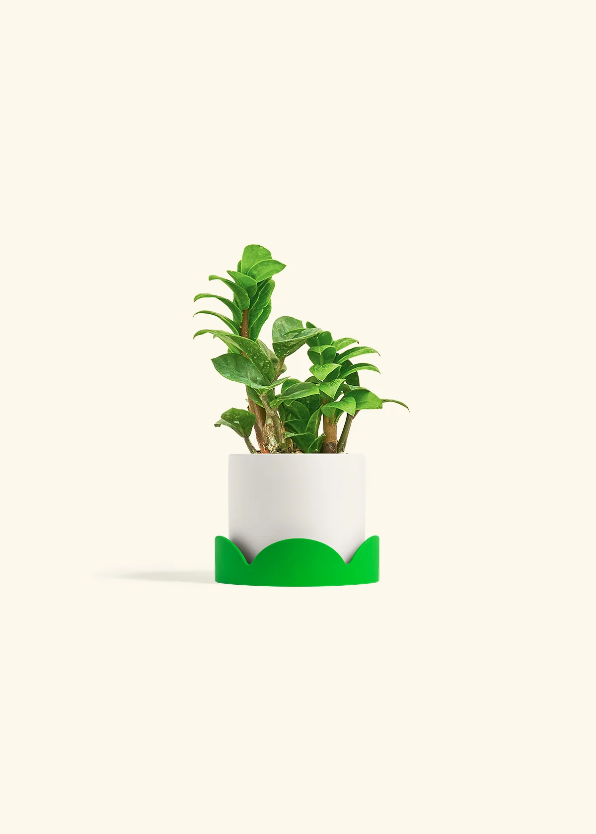 ZZ Plant 'Zenzi' - Image 21