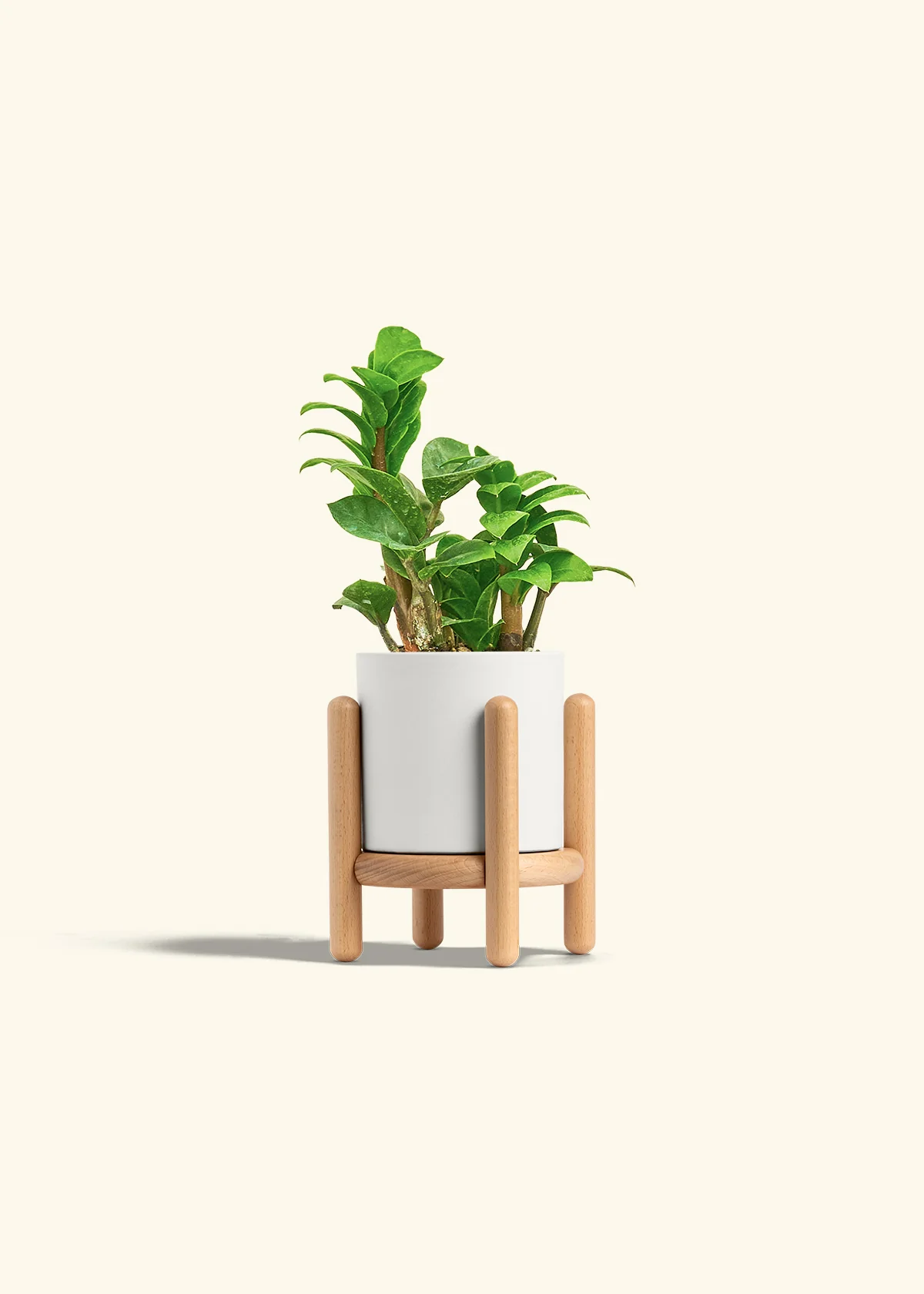 ZZ Plant 'Zenzi' - Image 23