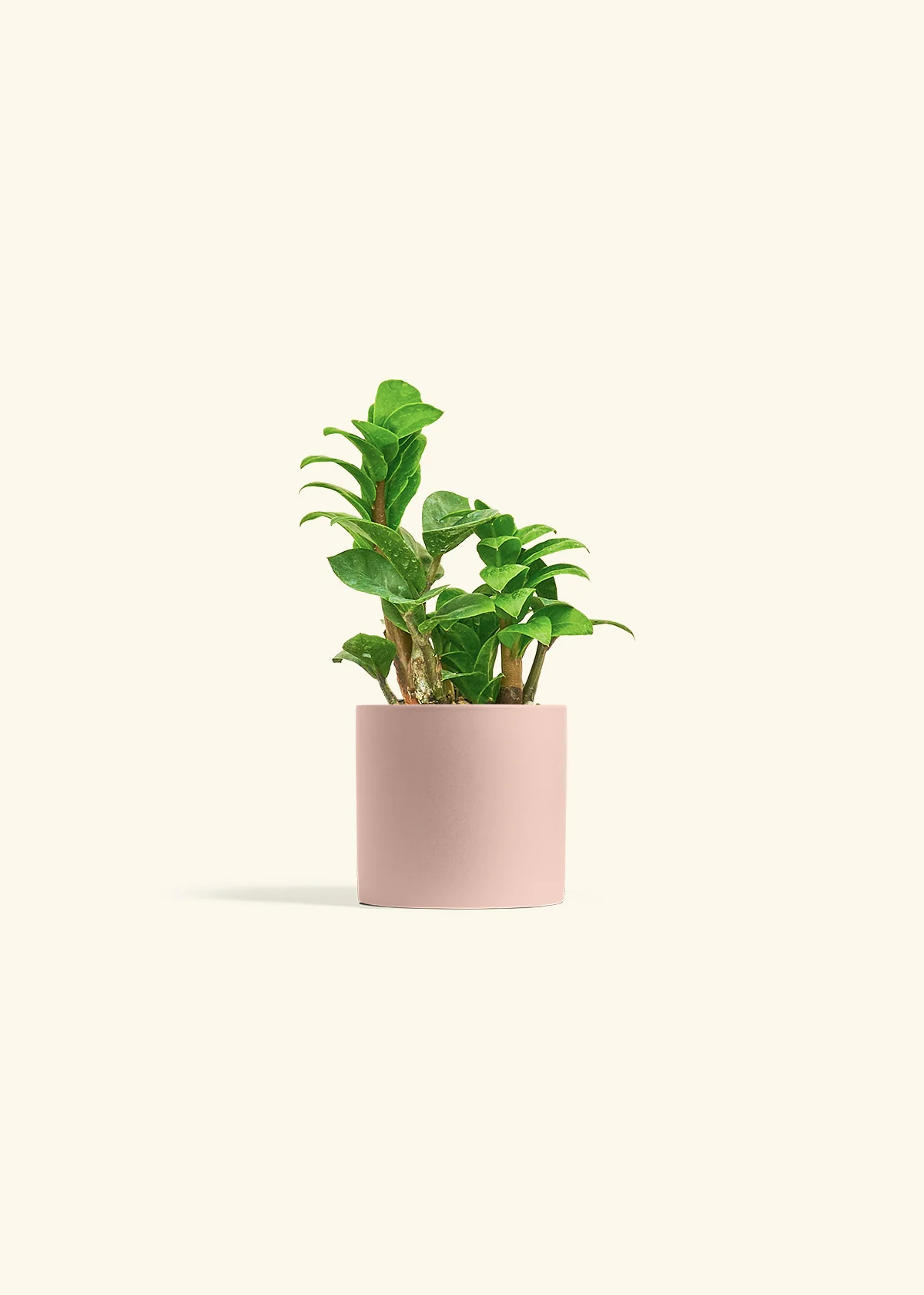 ZZ Plant 'Zenzi' - Image 24