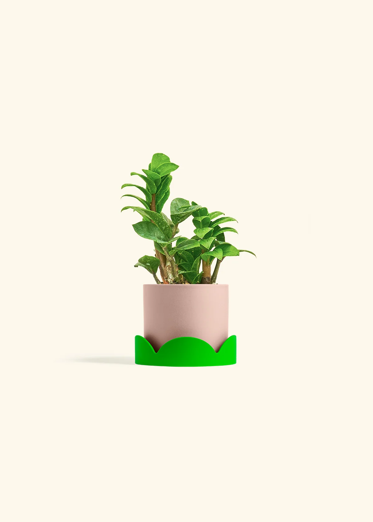 ZZ Plant 'Zenzi' - Image 25