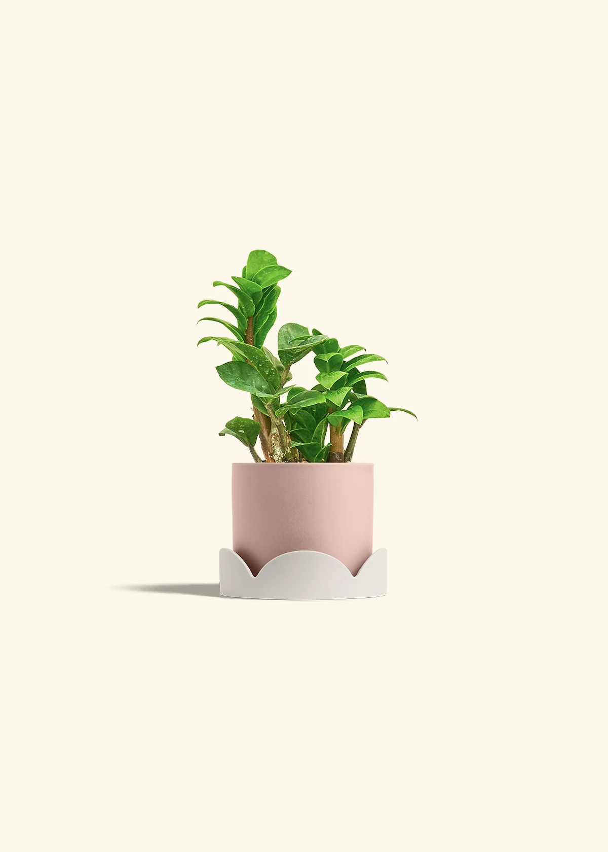 ZZ Plant 'Zenzi' - Image 26