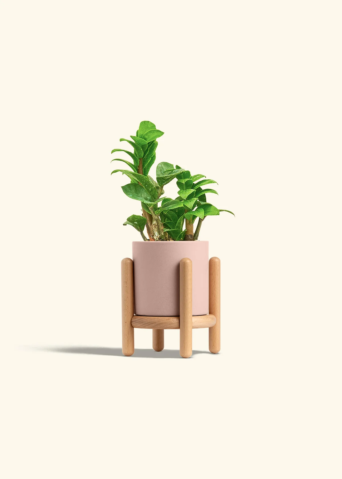 ZZ Plant 'Zenzi' - Image 27