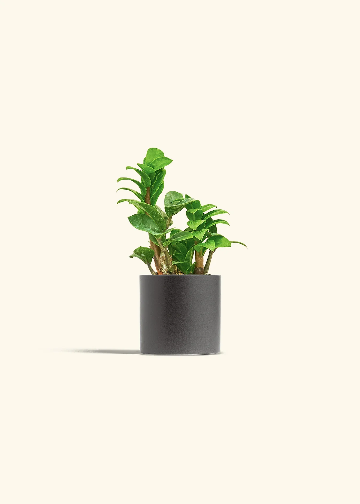 ZZ Plant 'Zenzi' - Image 28