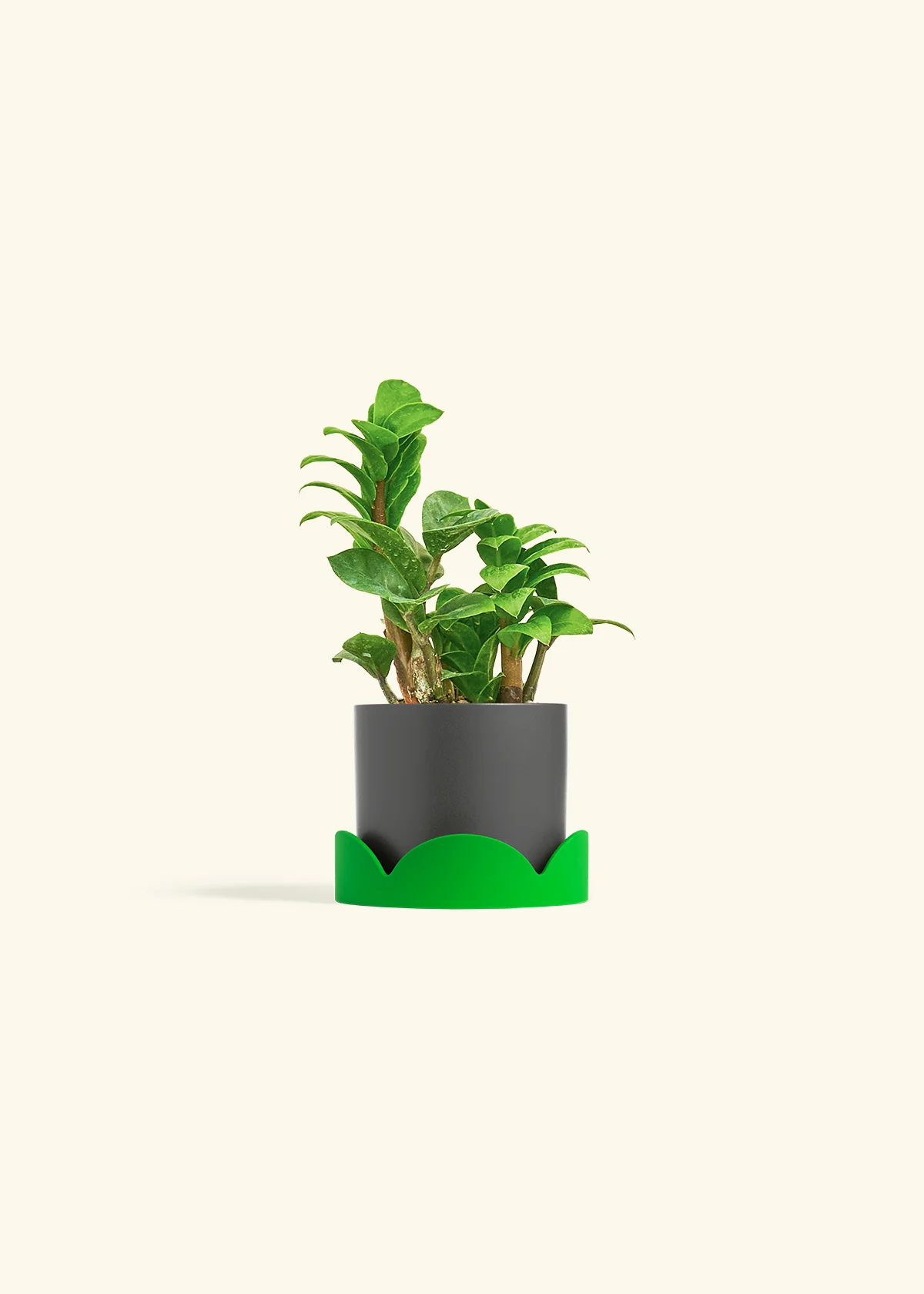 ZZ Plant 'Zenzi' - Image 29