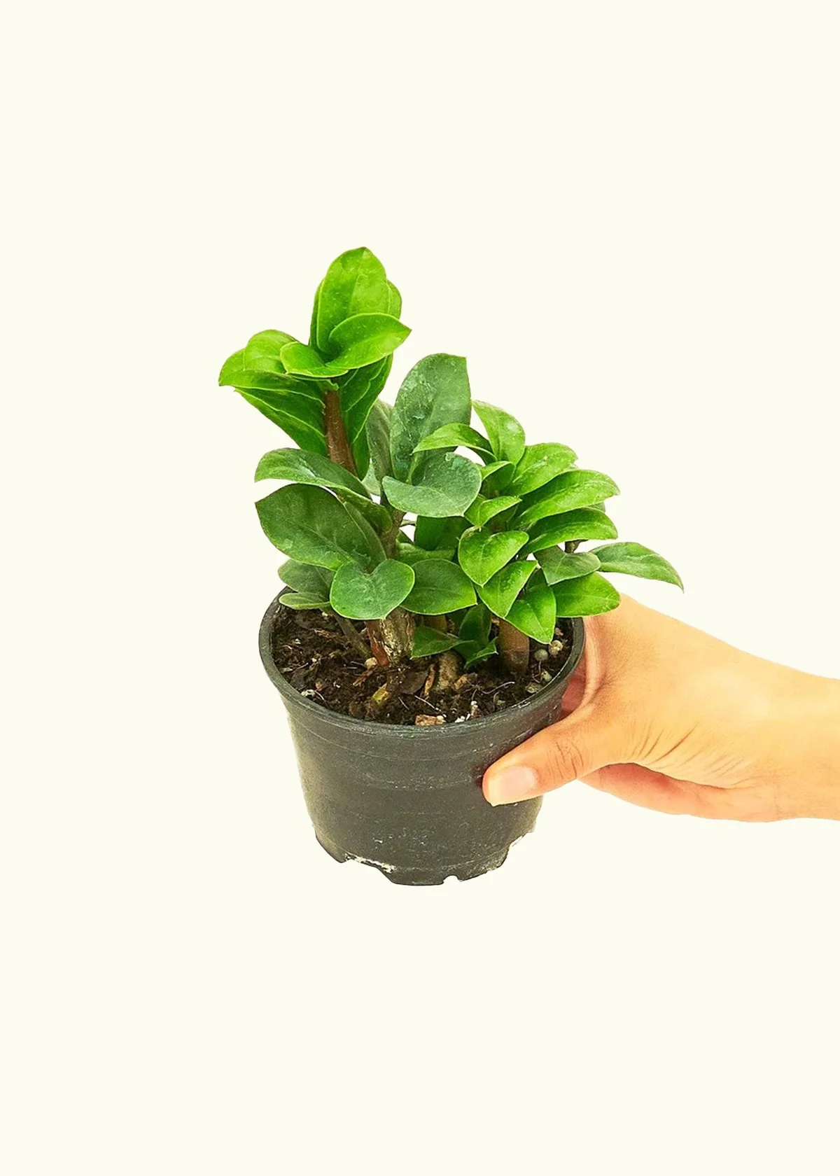 ZZ Plant 'Zenzi' - Image 3