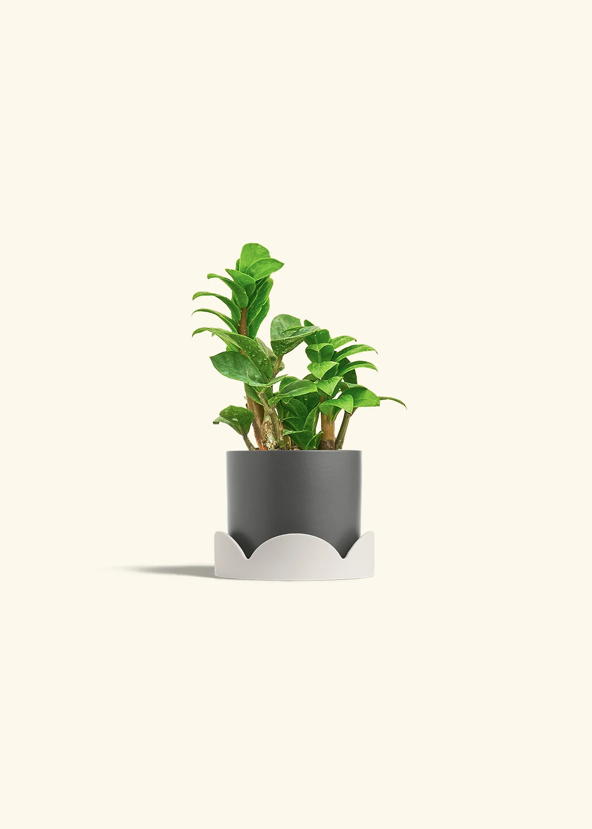 ZZ Plant 'Zenzi' - Image 30