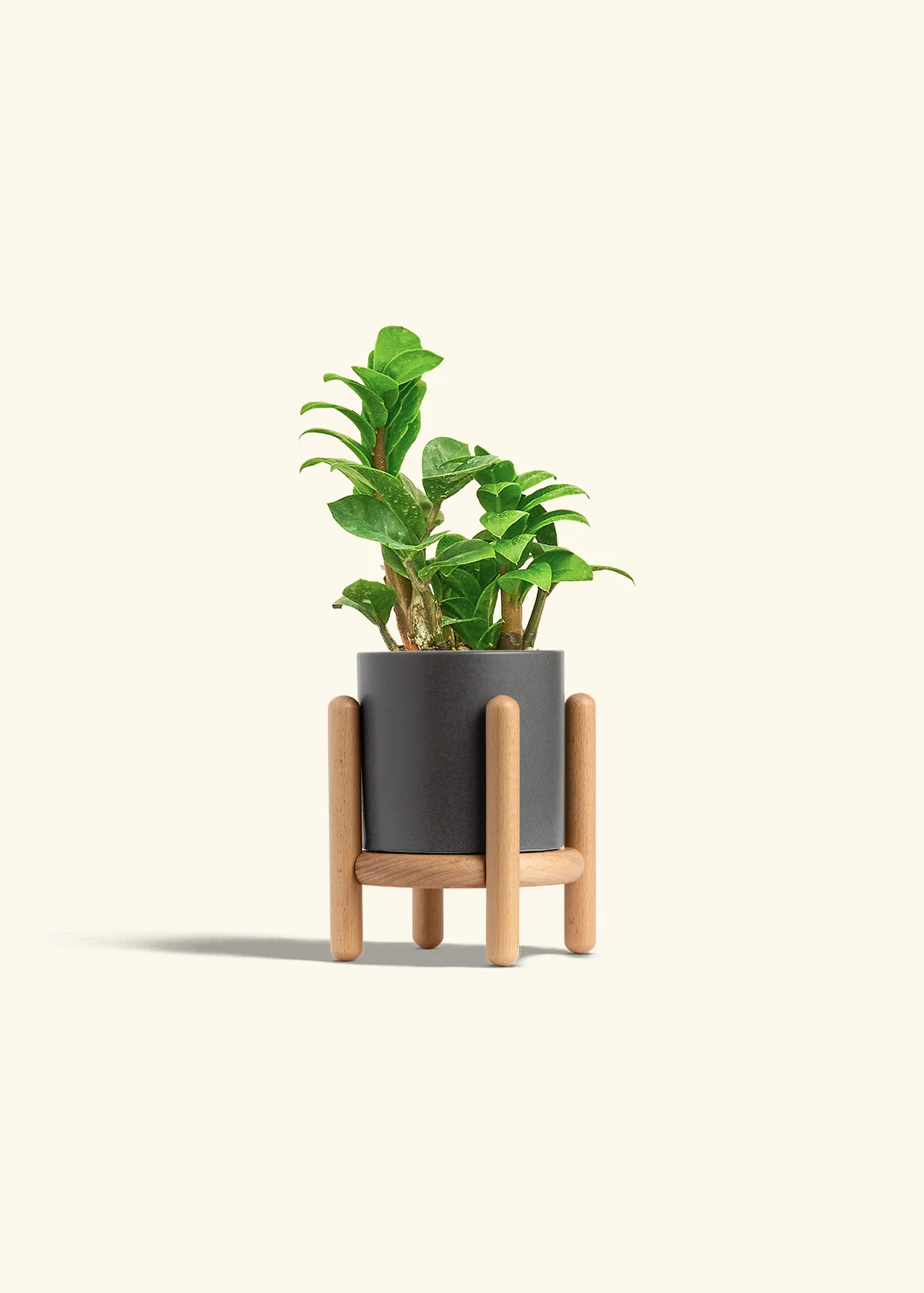ZZ Plant 'Zenzi' - Image 31