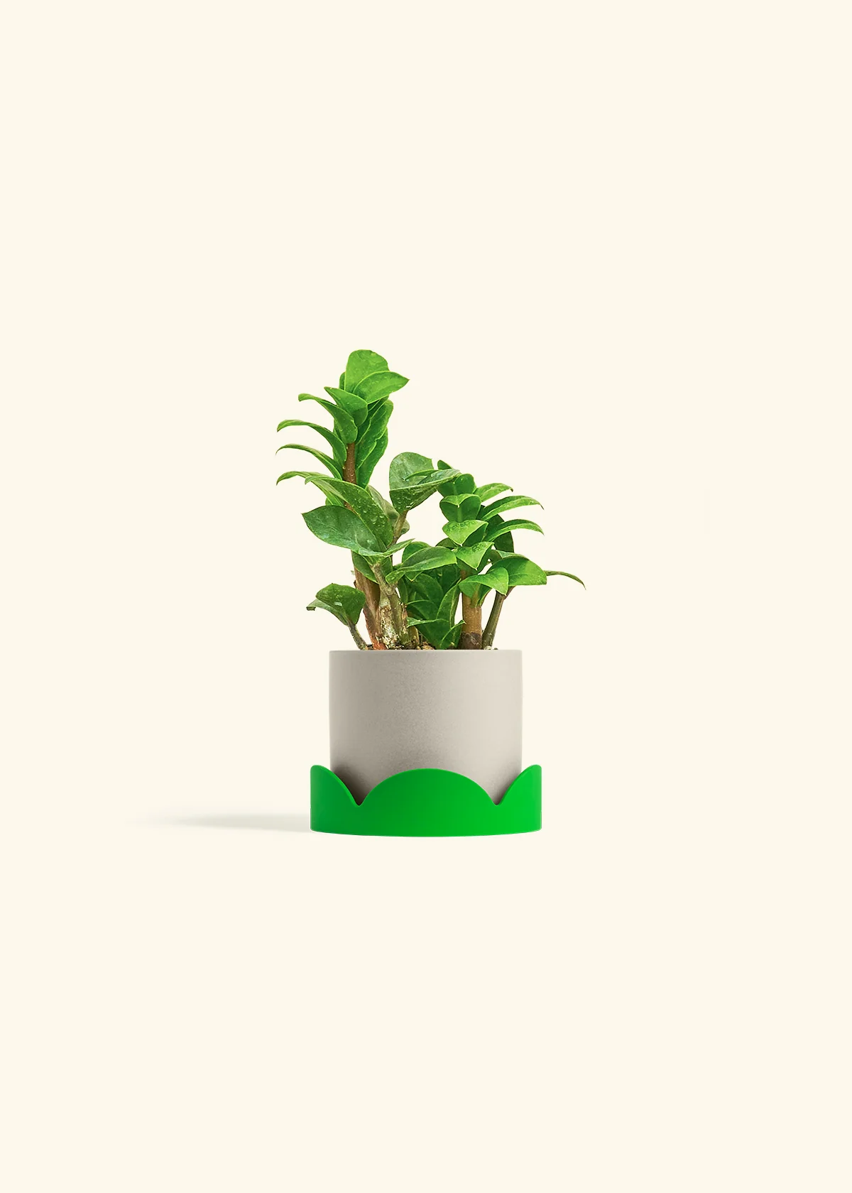 ZZ Plant 'Zenzi' - Image 33