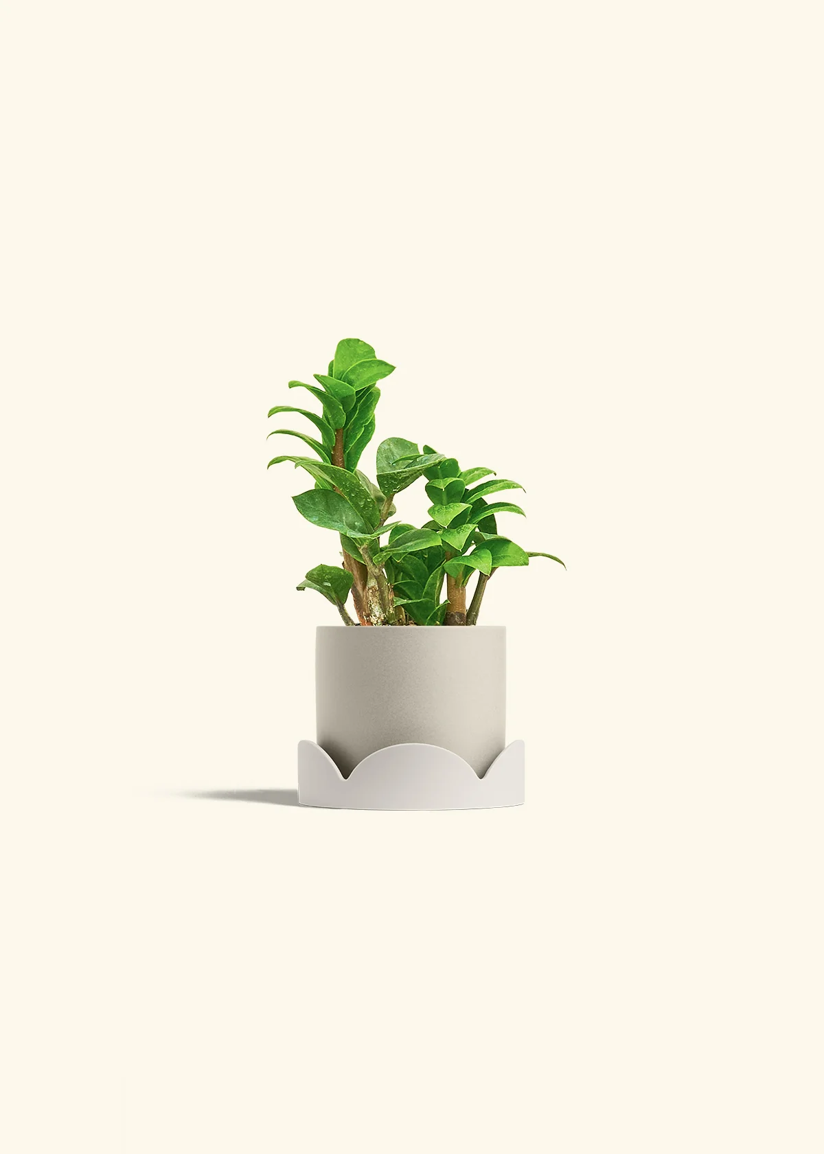 ZZ Plant 'Zenzi' - Image 34