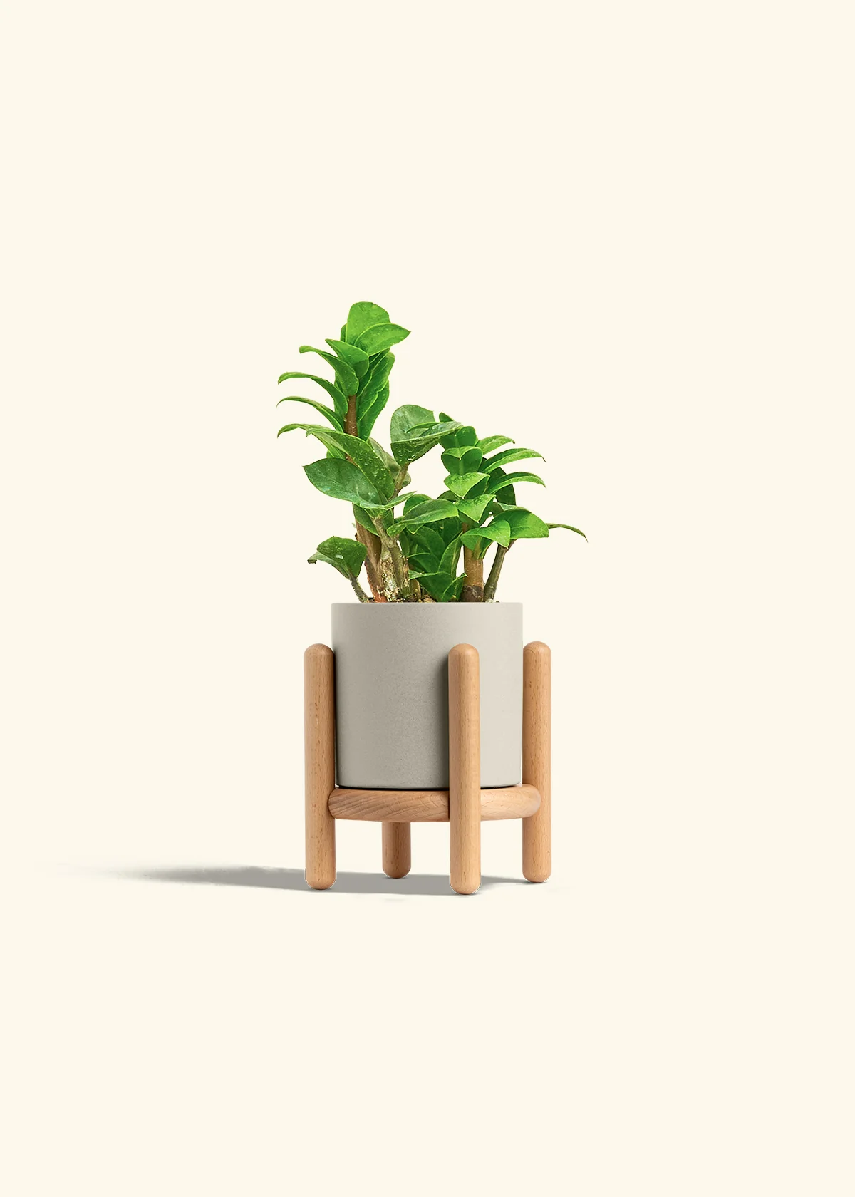 ZZ Plant 'Zenzi' - Image 35