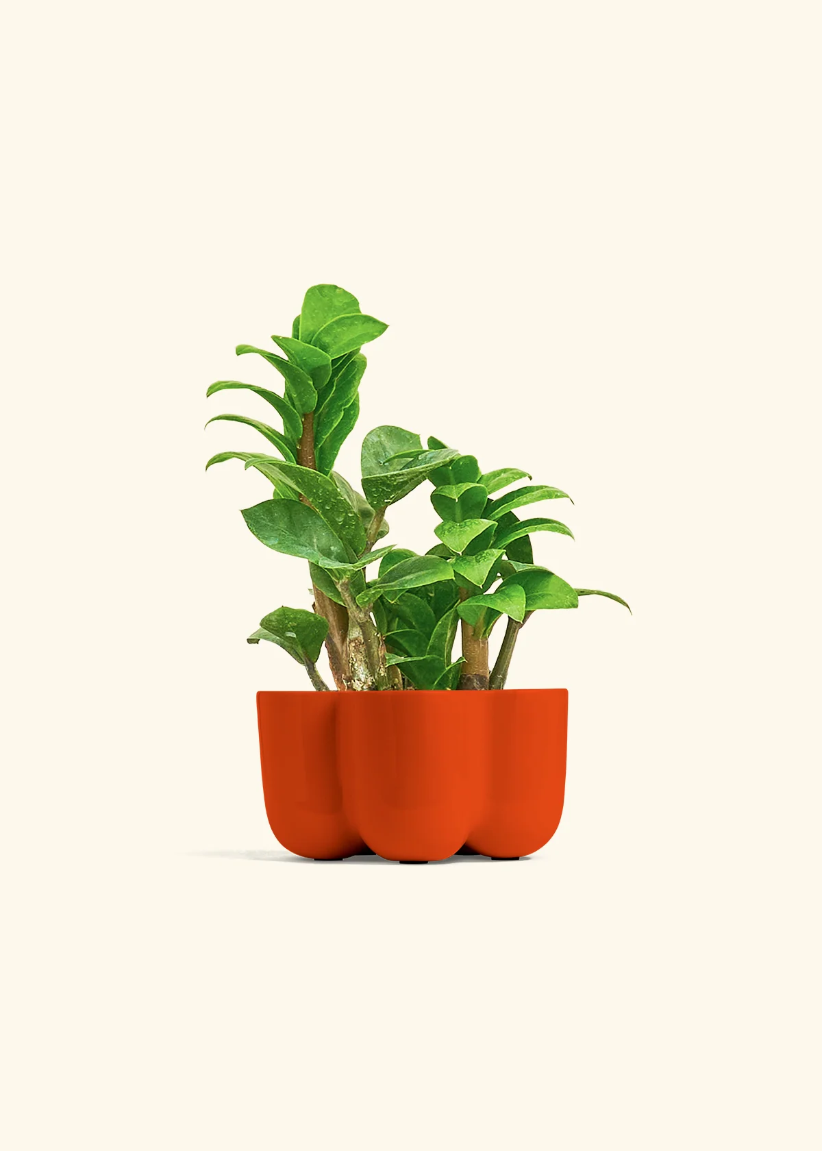 ZZ Plant 'Zenzi' - Image 36