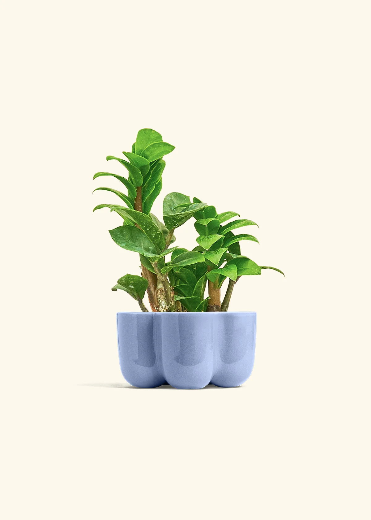 ZZ Plant 'Zenzi' - Image 37